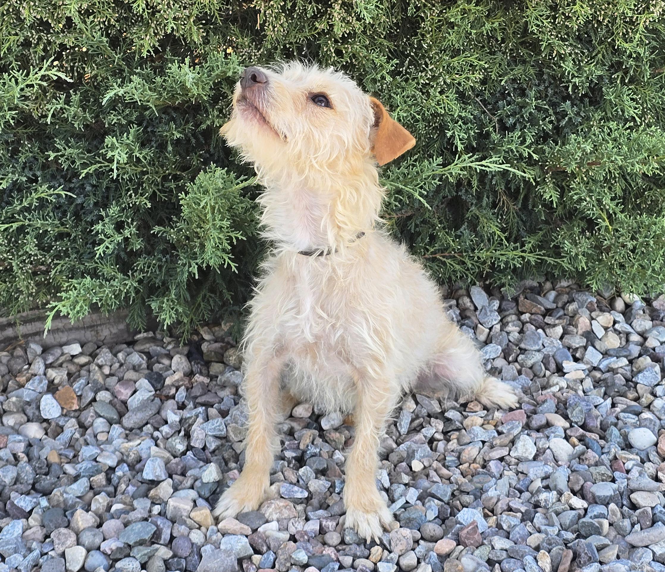 Enlarge Polite Lil Mr Peanut - Calm Cuddle Bunny Terripoo, a Adoptable mixed breed in Albuquerque, NM image 4/4