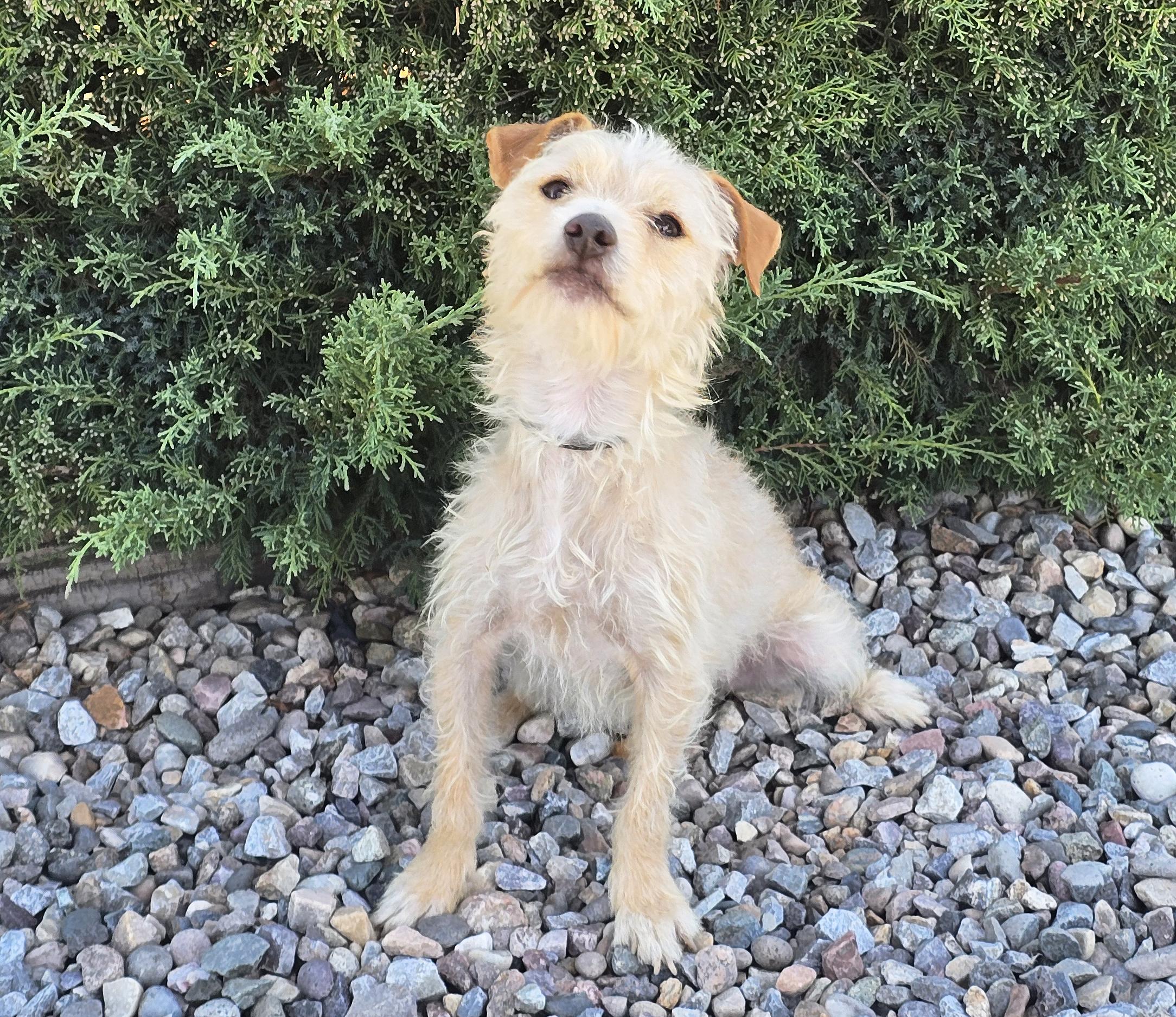 Enlarge Polite Lil Mr Peanut - Calm Cuddle Bunny Terripoo, a Adoptable mixed breed in Albuquerque, NM image 2/4