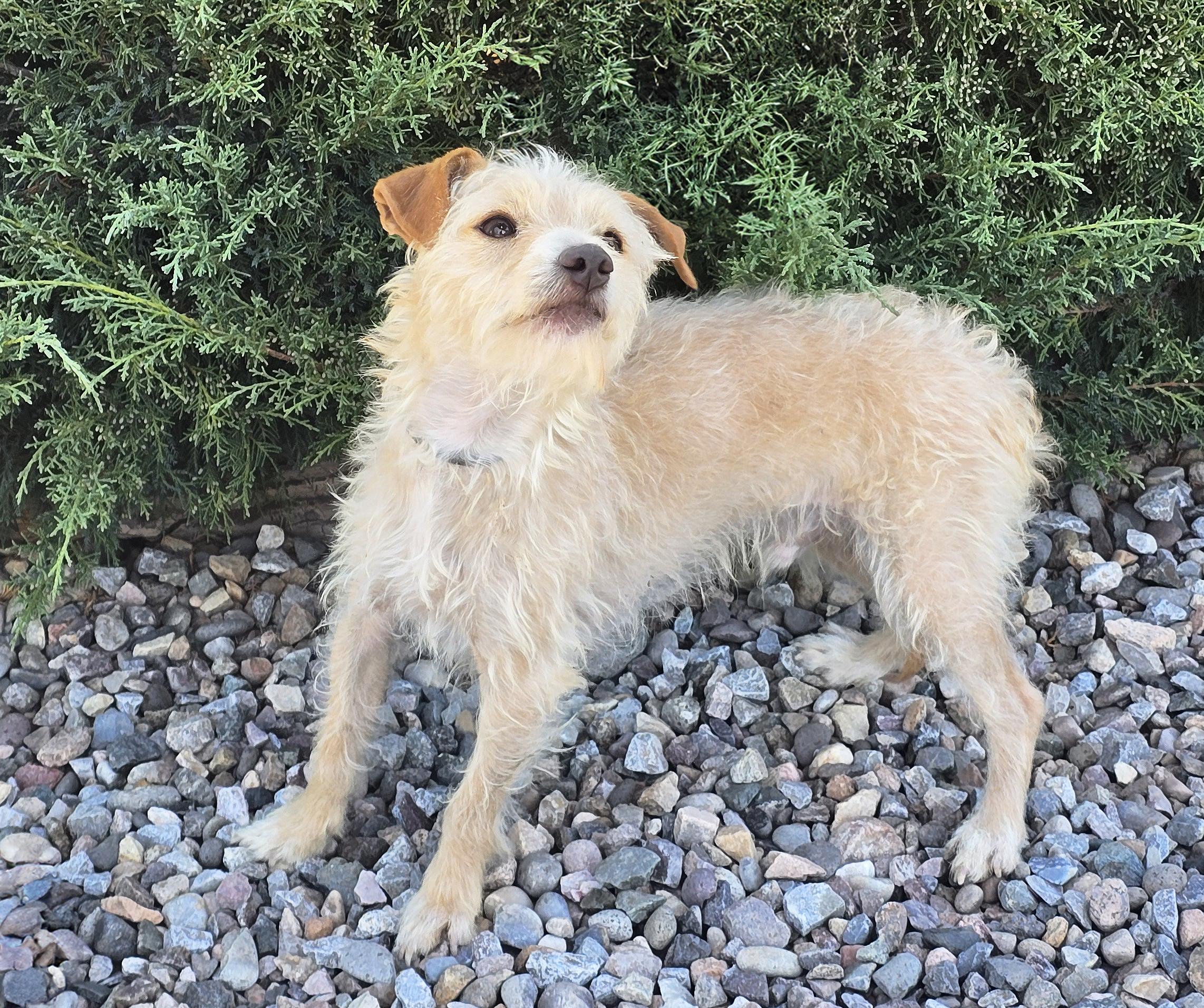 Enlarge Polite Lil Mr Peanut - Calm Cuddle Bunny Terripoo, a Adoptable mixed breed in Albuquerque, NM image 3/4