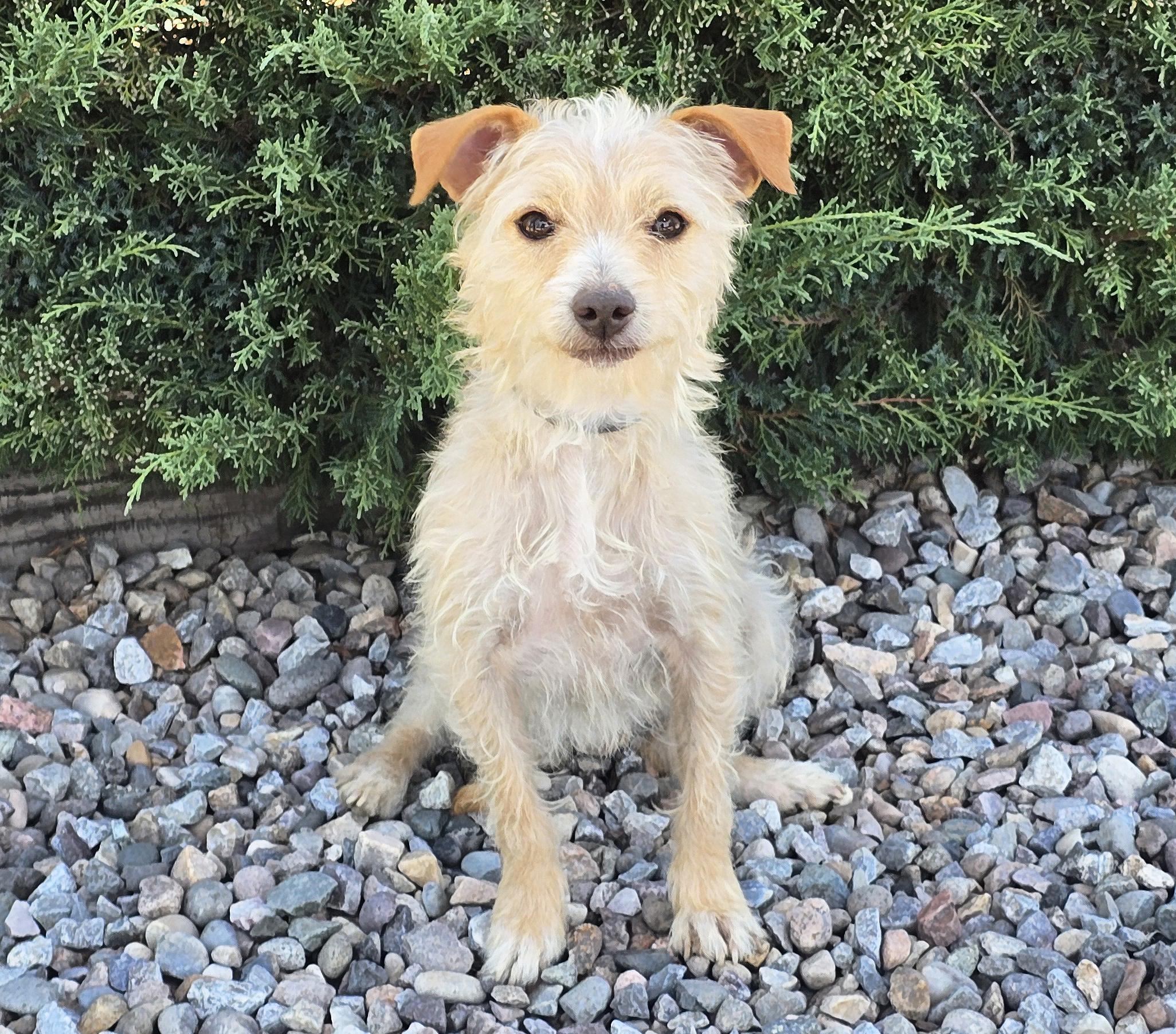 Polite Lil Mr Peanut - Calm Cuddle Bunny Terripoo, Adoptable, Young Male Norfolk Terrier & Poodle (Toy).