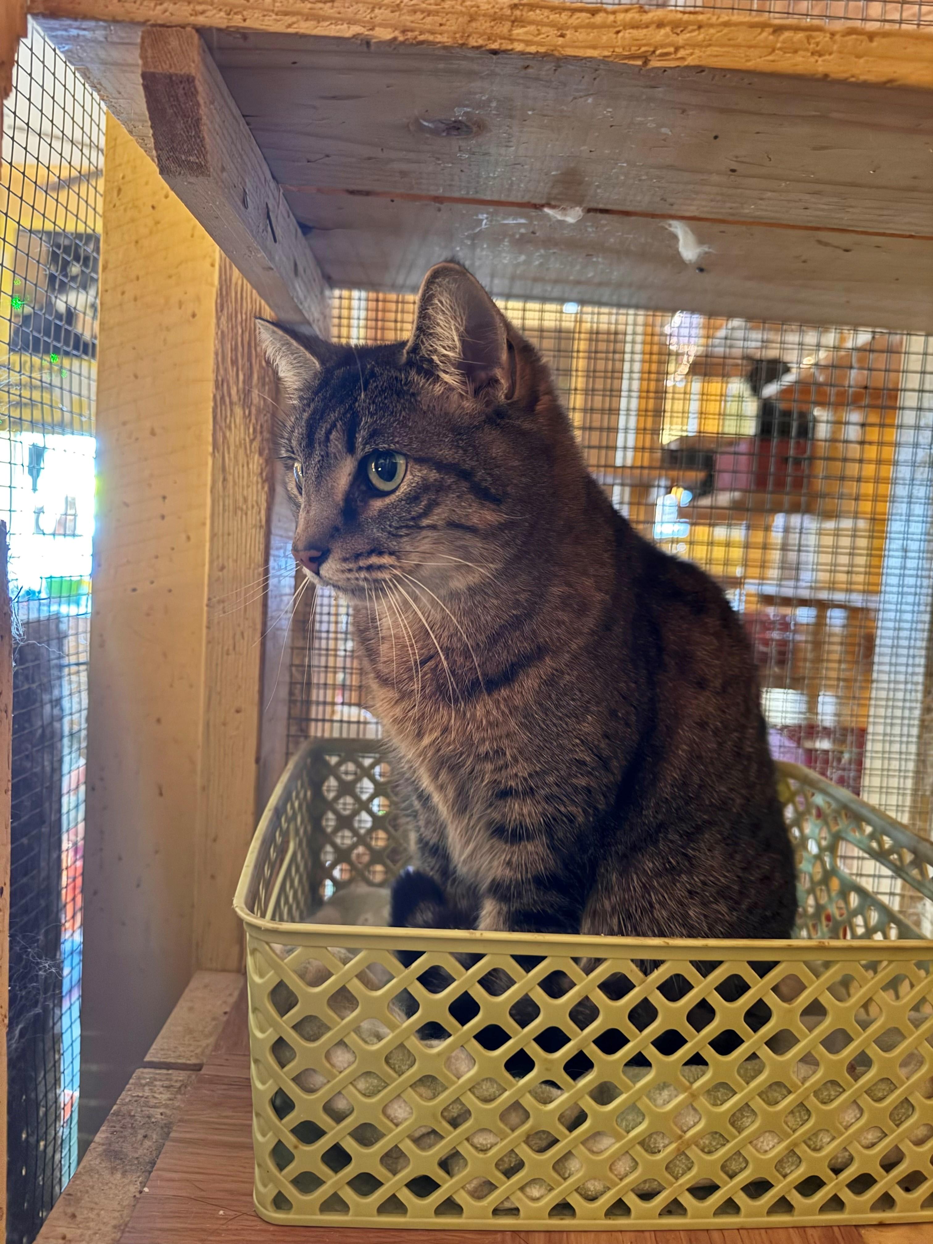 Enlarge Charlie, an adopted Tabby in Memphis, TN image 3/5