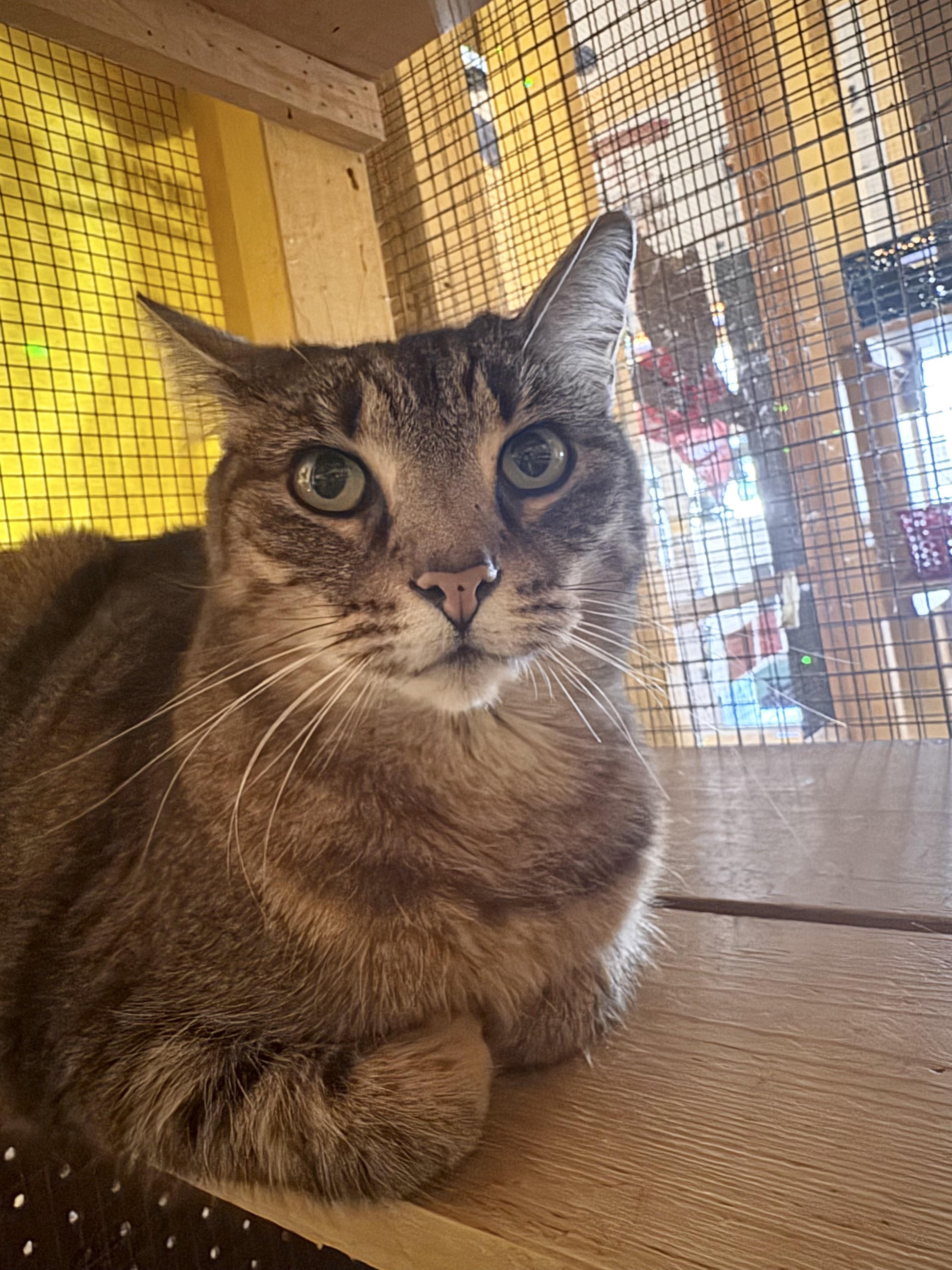 Enlarge Charlie, an adopted Tabby in Memphis, TN image 2/5