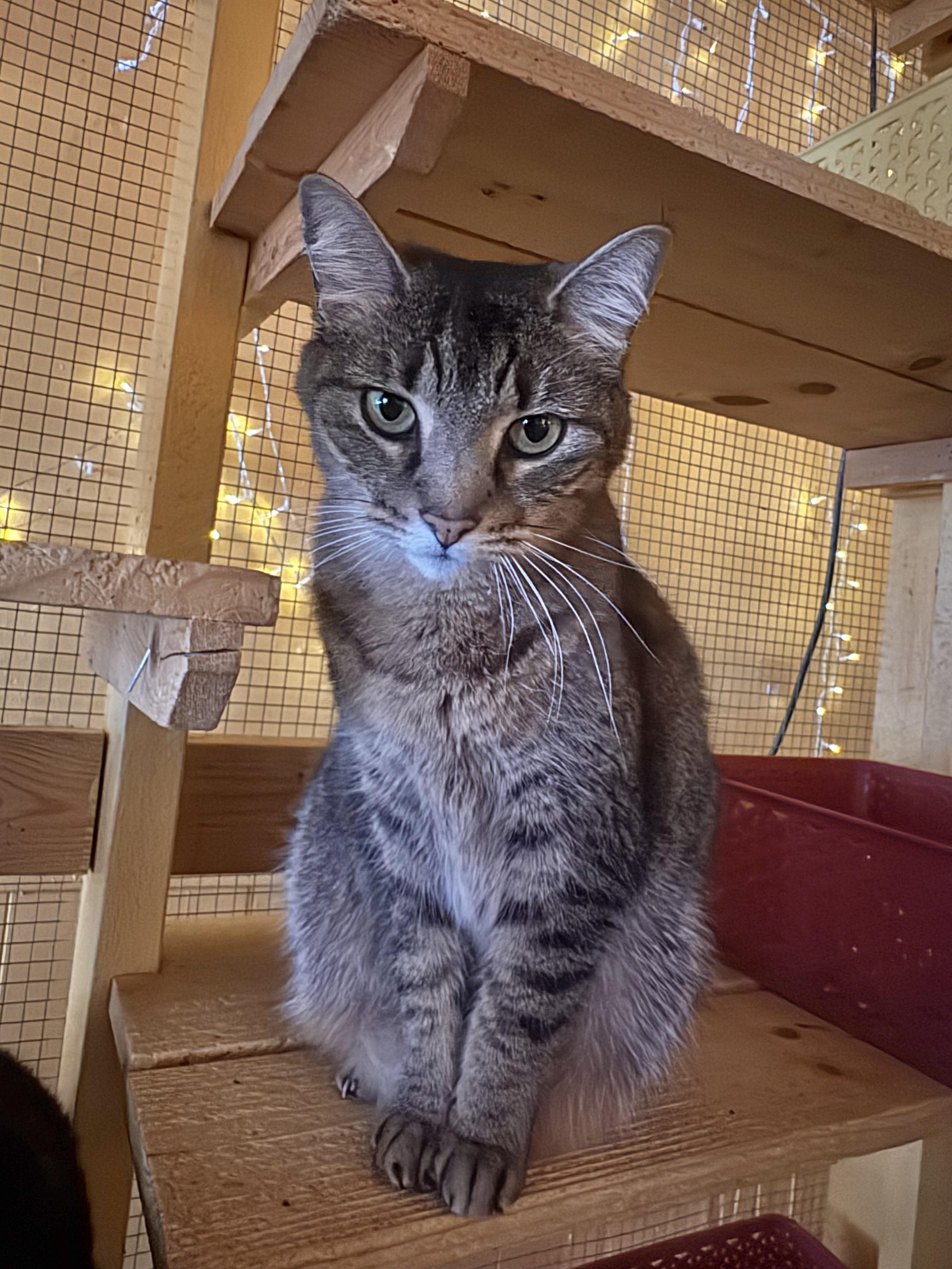 Enlarge Charlie, an adopted Tabby in Memphis, TN image 5/5