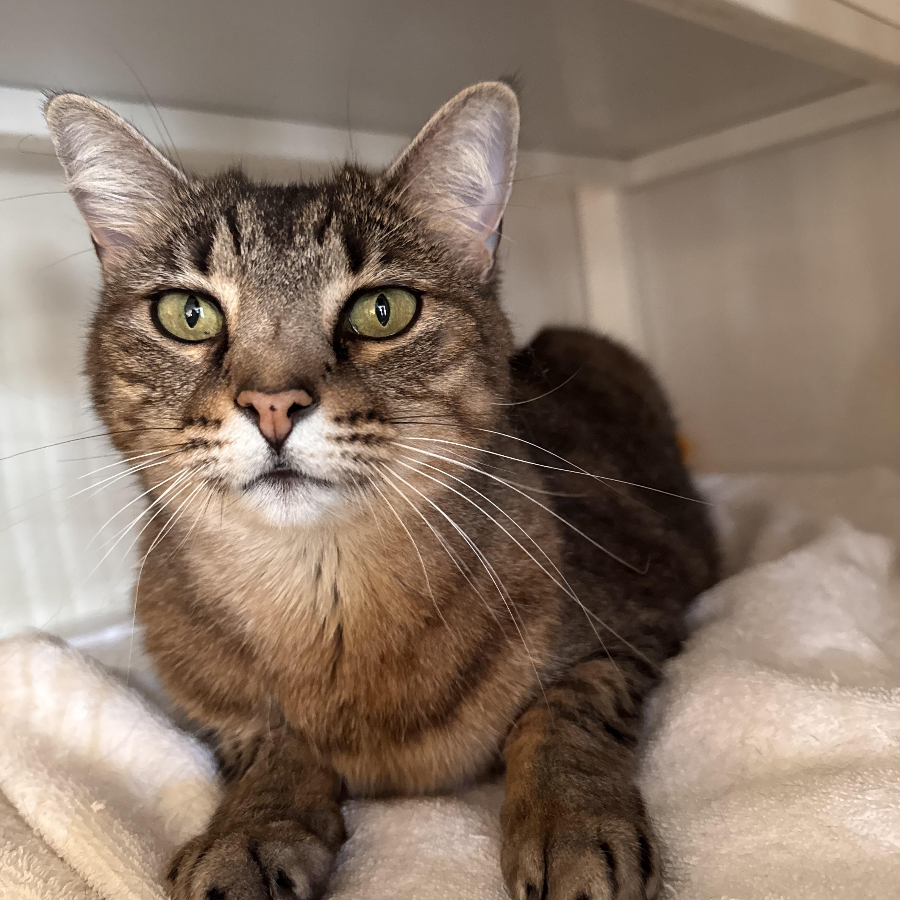 Enlarge Charlie, an adopted Tabby in Memphis, TN image 1/5