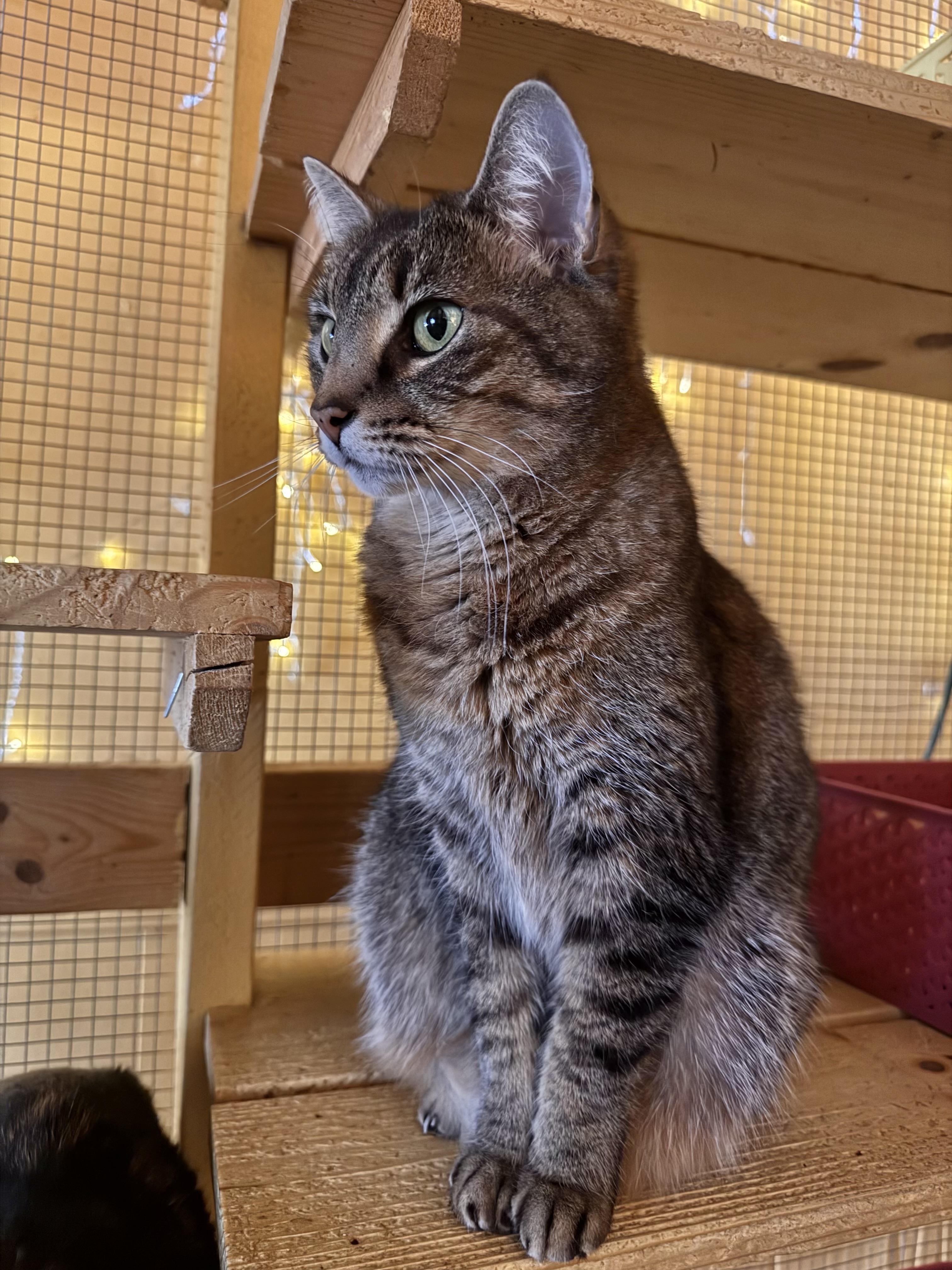 Enlarge Charlie, an adopted Tabby in Memphis, TN image 4/5