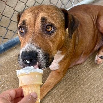 Enlarge Hazel, a Adoptable mixed breed in Washington, DC image 6/6