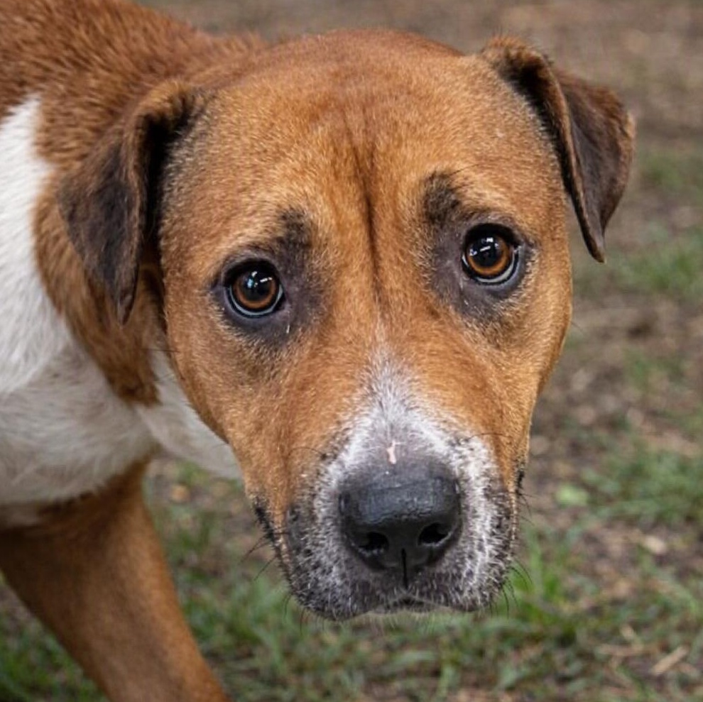 Hazel, Adoptable, Young Female Black Mouth Cur.