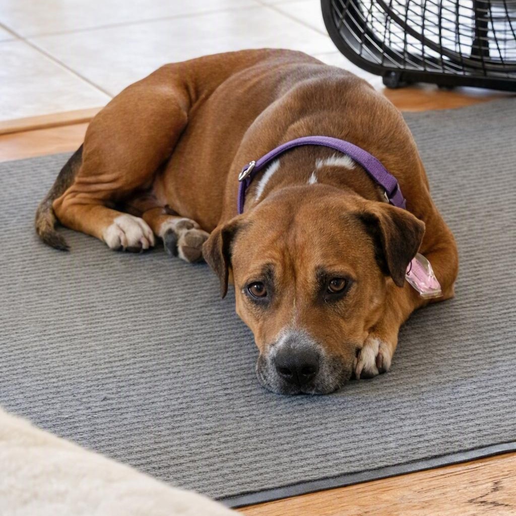 Enlarge Hazel, a Adoptable mixed breed in Washington, DC image 5/6