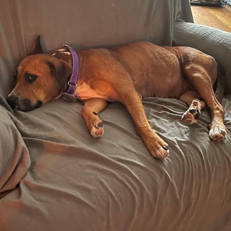 Enlarge Hazel, a Adoptable mixed breed in Washington, DC image 4/6