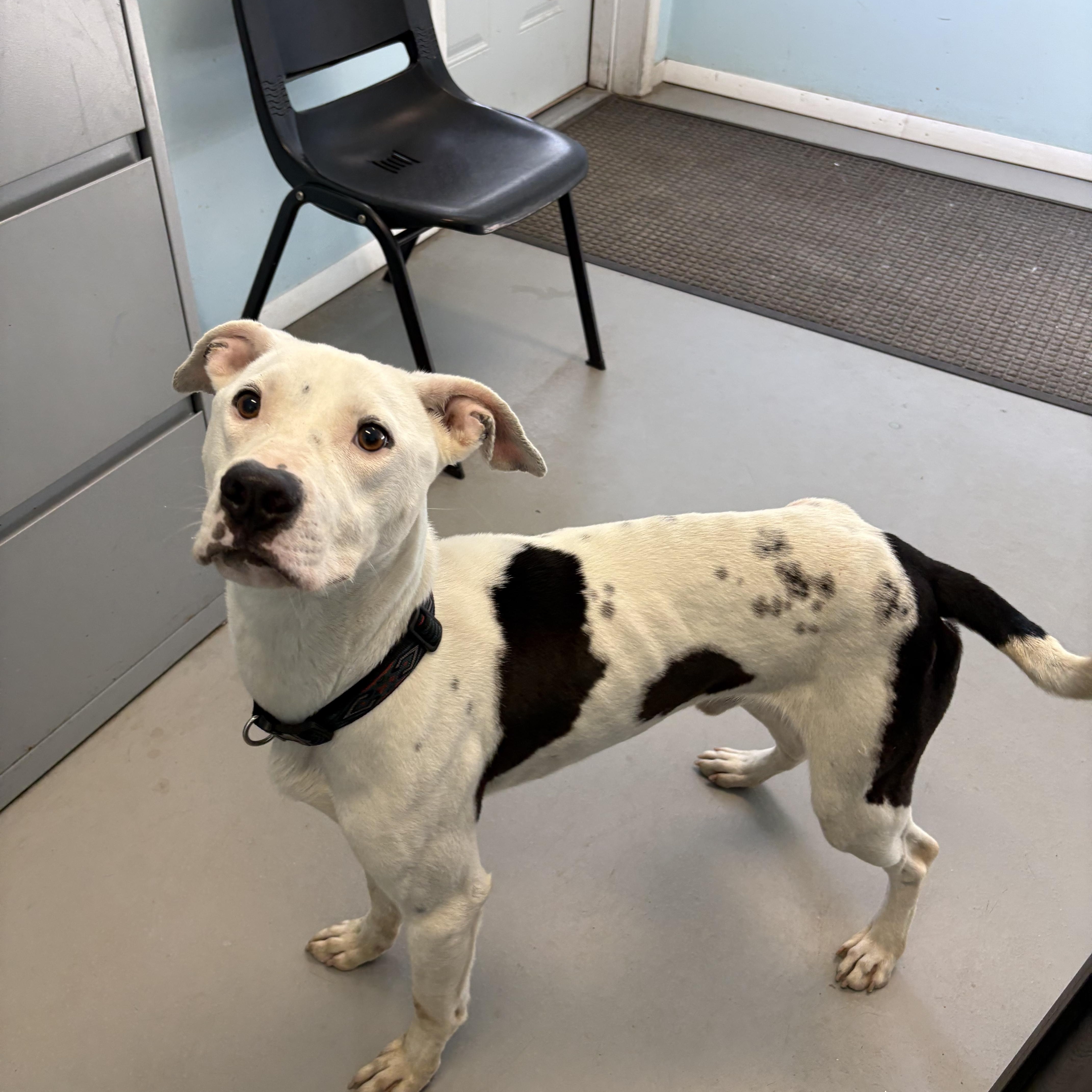 Enlarge Oscar, a ADOPTABLE Mixed Breed in Big Rapids, MI image 3/3
