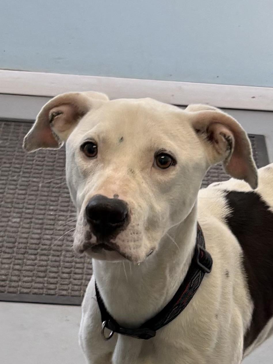 Enlarge Oscar, a ADOPTABLE Mixed Breed in Big Rapids, MI image 2/3
