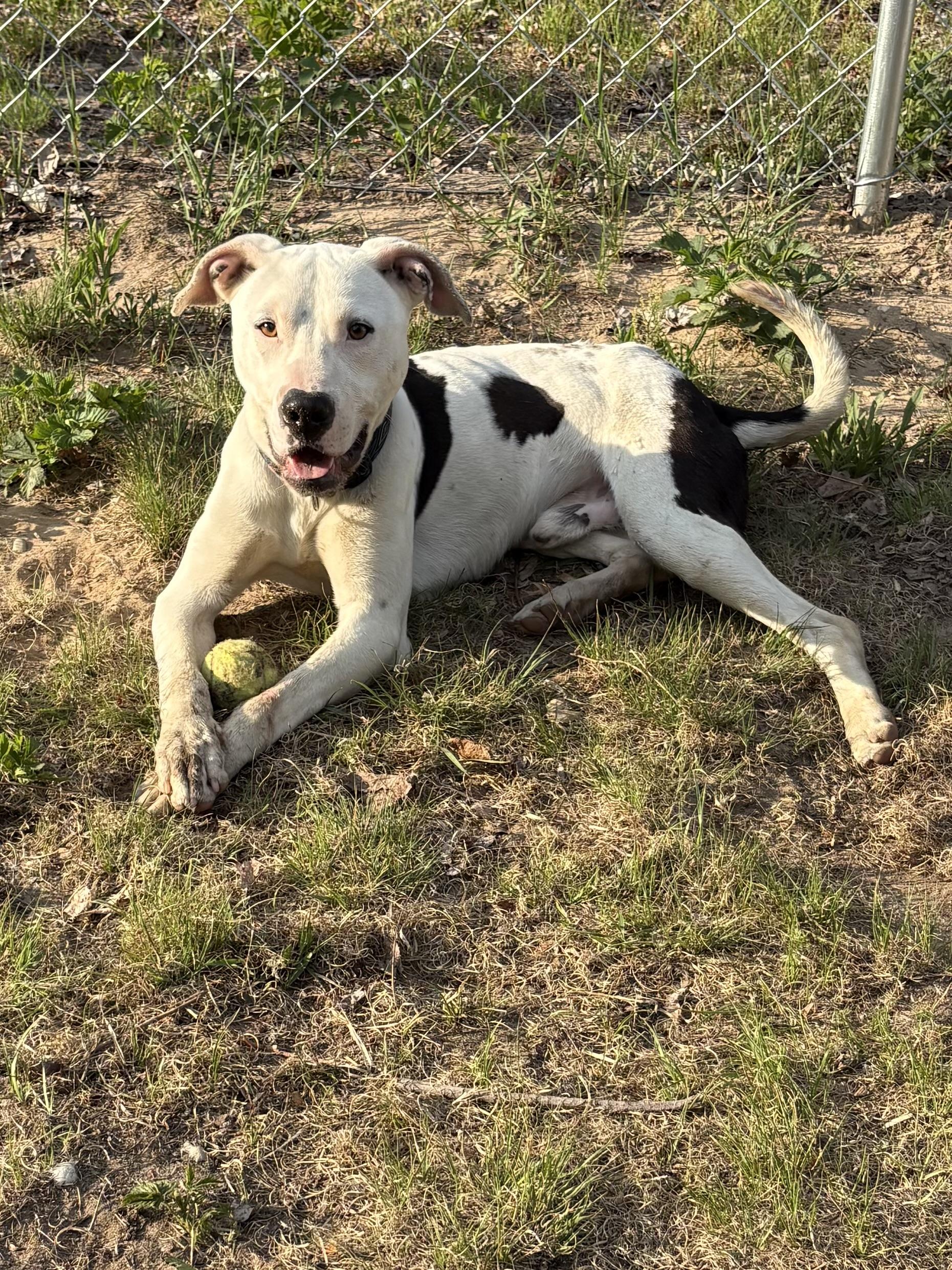 Oscar, ADOPTABLE, Young Male Mixed Breed.