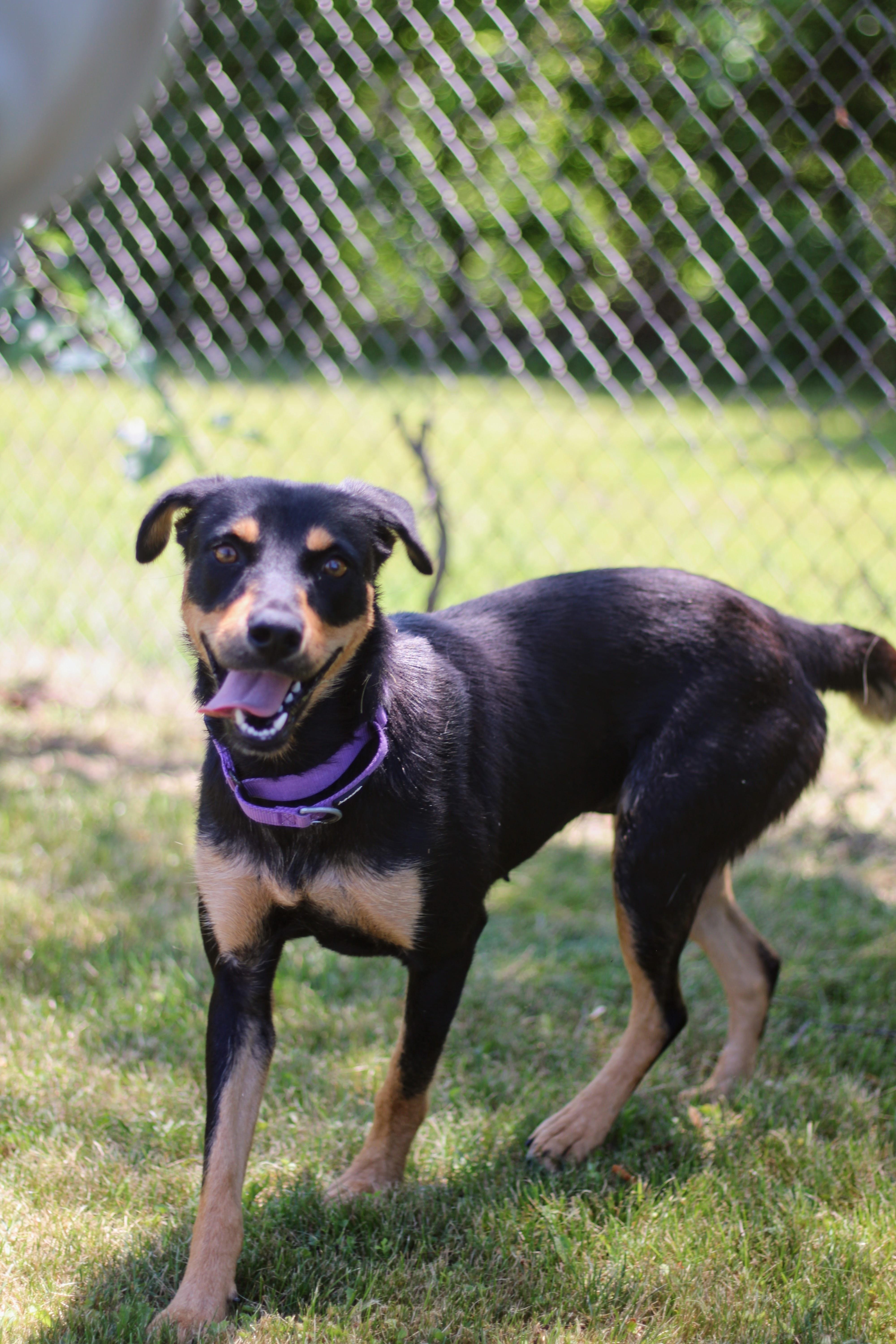 Enlarge Paisley, a Adoptable mixed breed in Battle Creek, MI image 1/3