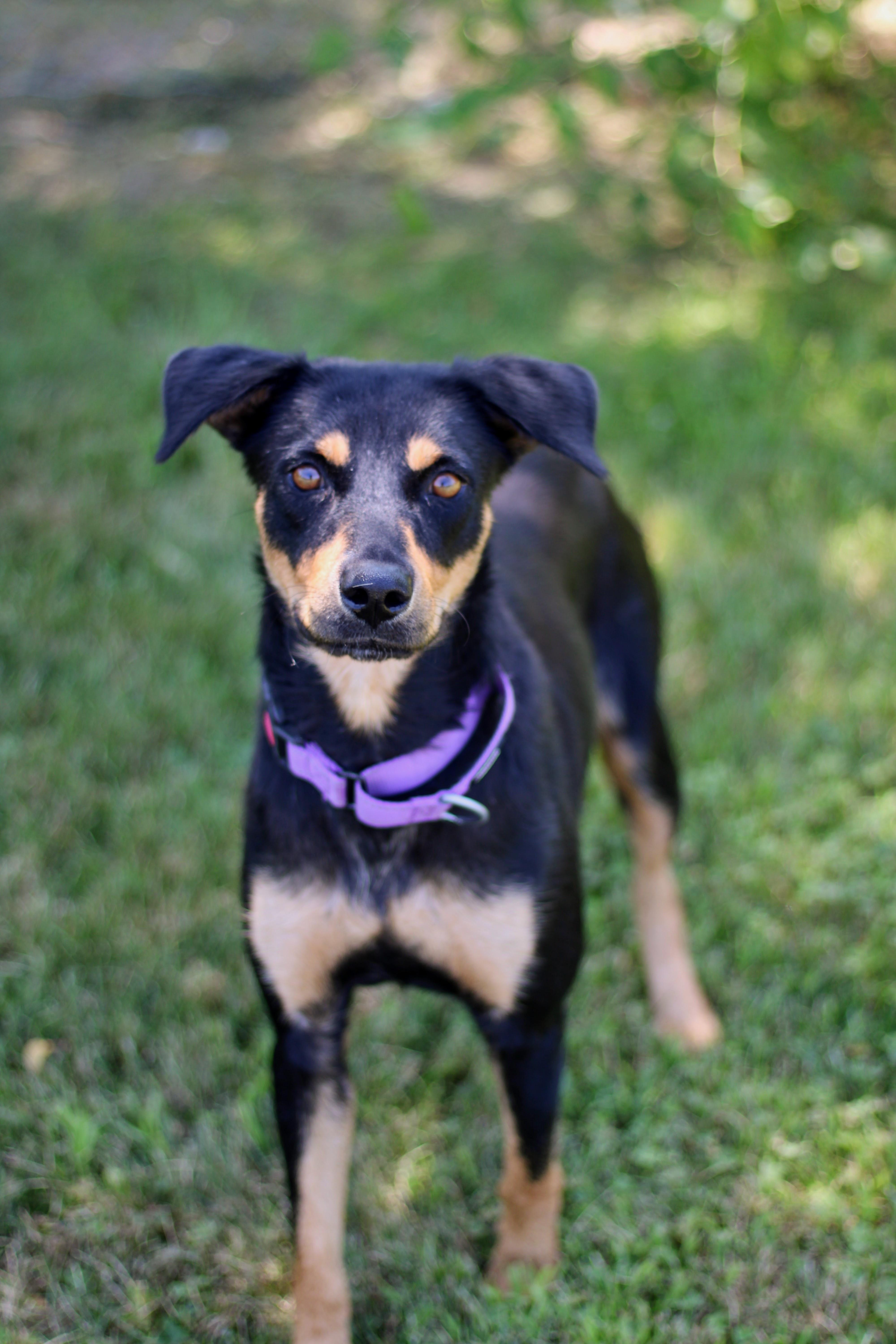 Enlarge Paisley, a Adoptable mixed breed in Battle Creek, MI image 3/3