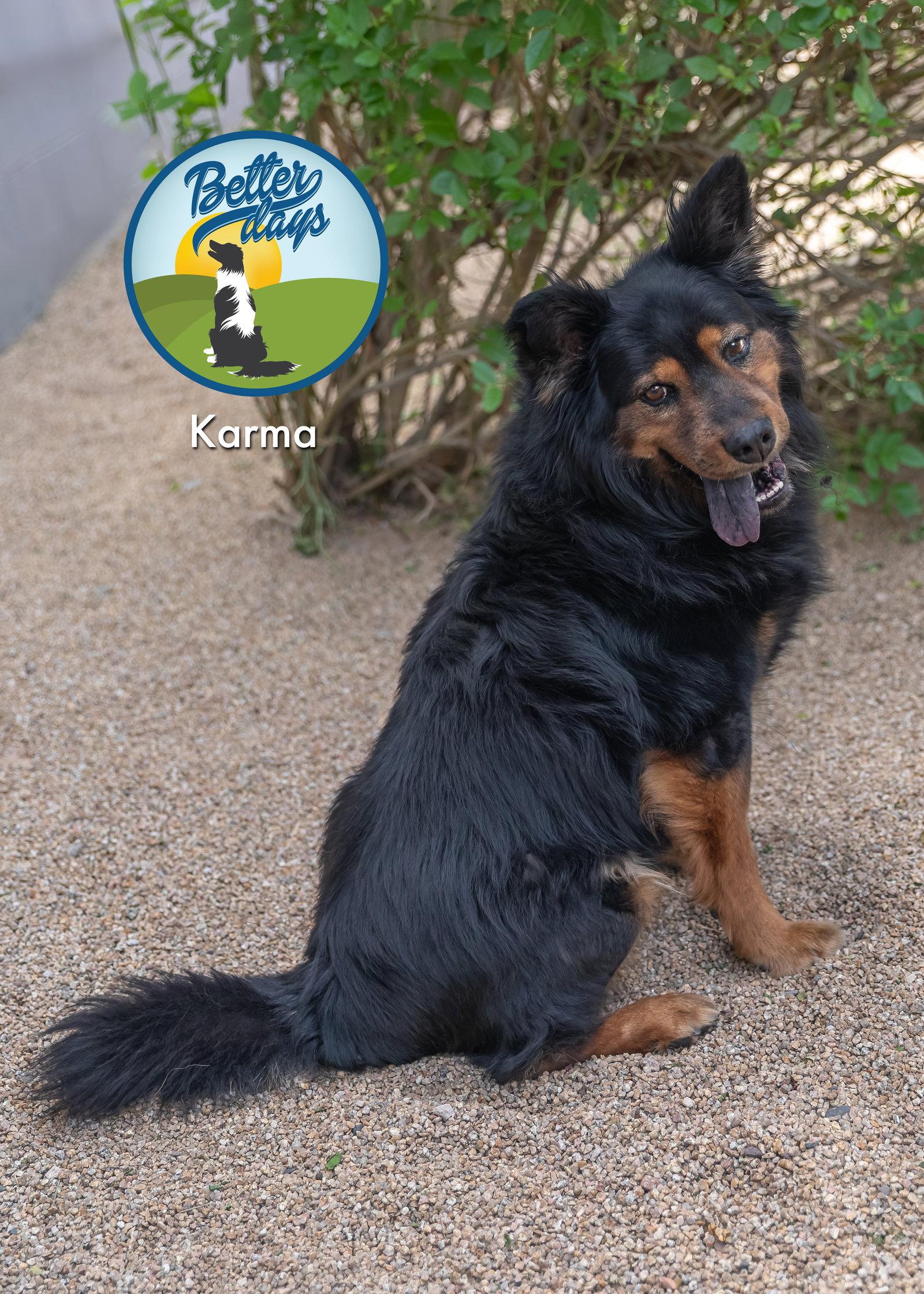 Enlarge KARMA, a Adoptable mixed breed in Scottsdale, AZ image 1/3