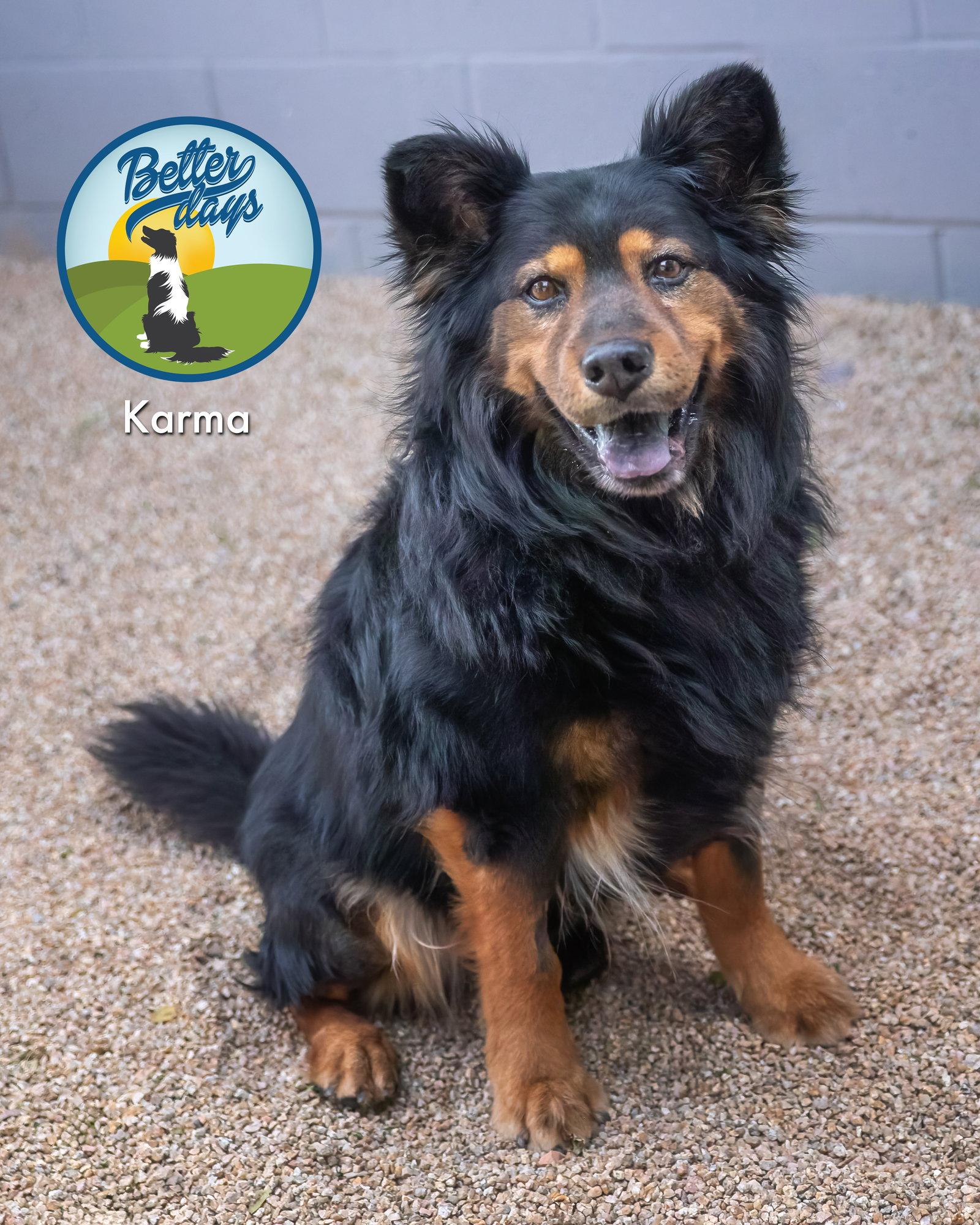 Enlarge KARMA, a Adoptable mixed breed in Scottsdale, AZ image 2/3