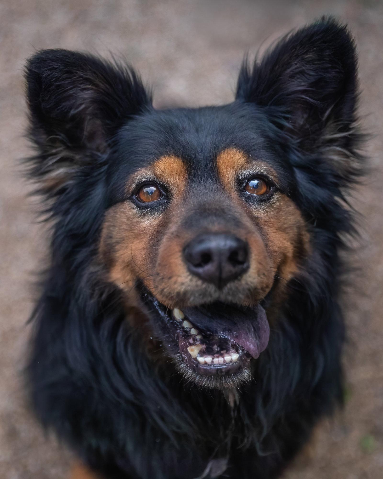 Enlarge KARMA, a Adoptable mixed breed in Scottsdale, AZ image 3/3