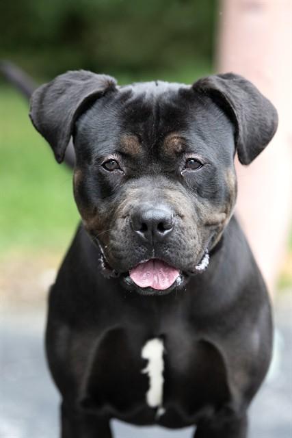 Enlarge GLORIA, a Adoptable mixed breed in Belleville, IL image 1/1