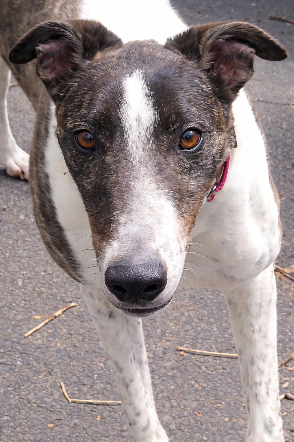 Enlarge Knot Over It, a ADOPTABLE Greyhound in Allentown, PA image 2/3