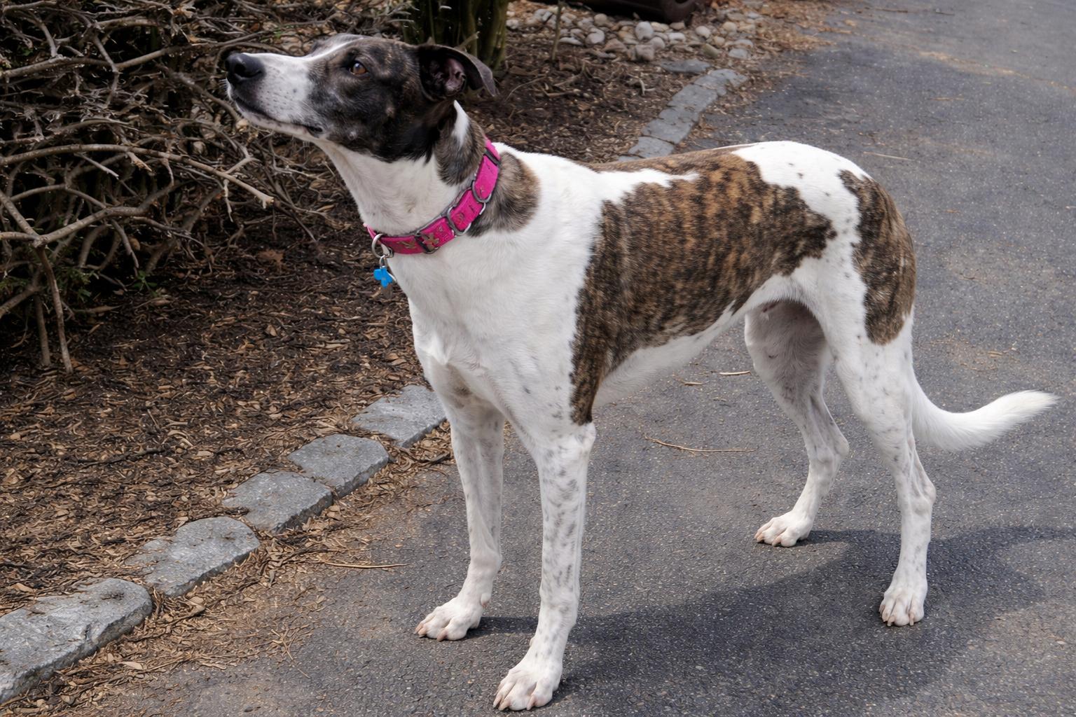 Enlarge Knot Over It, a ADOPTABLE Greyhound in Allentown, PA image 1/3
