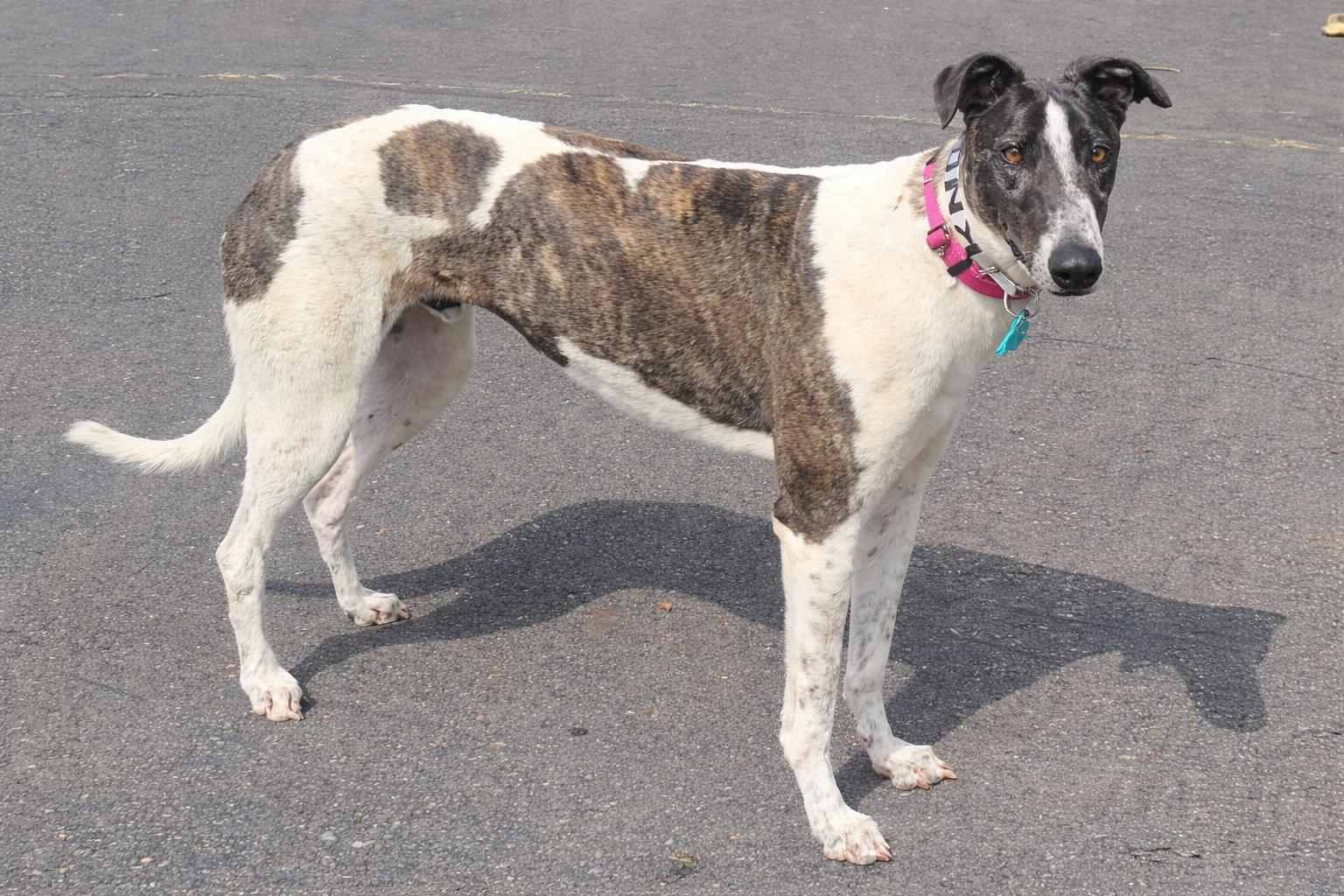 Enlarge Knot Over It, a ADOPTABLE Greyhound in Allentown, PA image 3/3