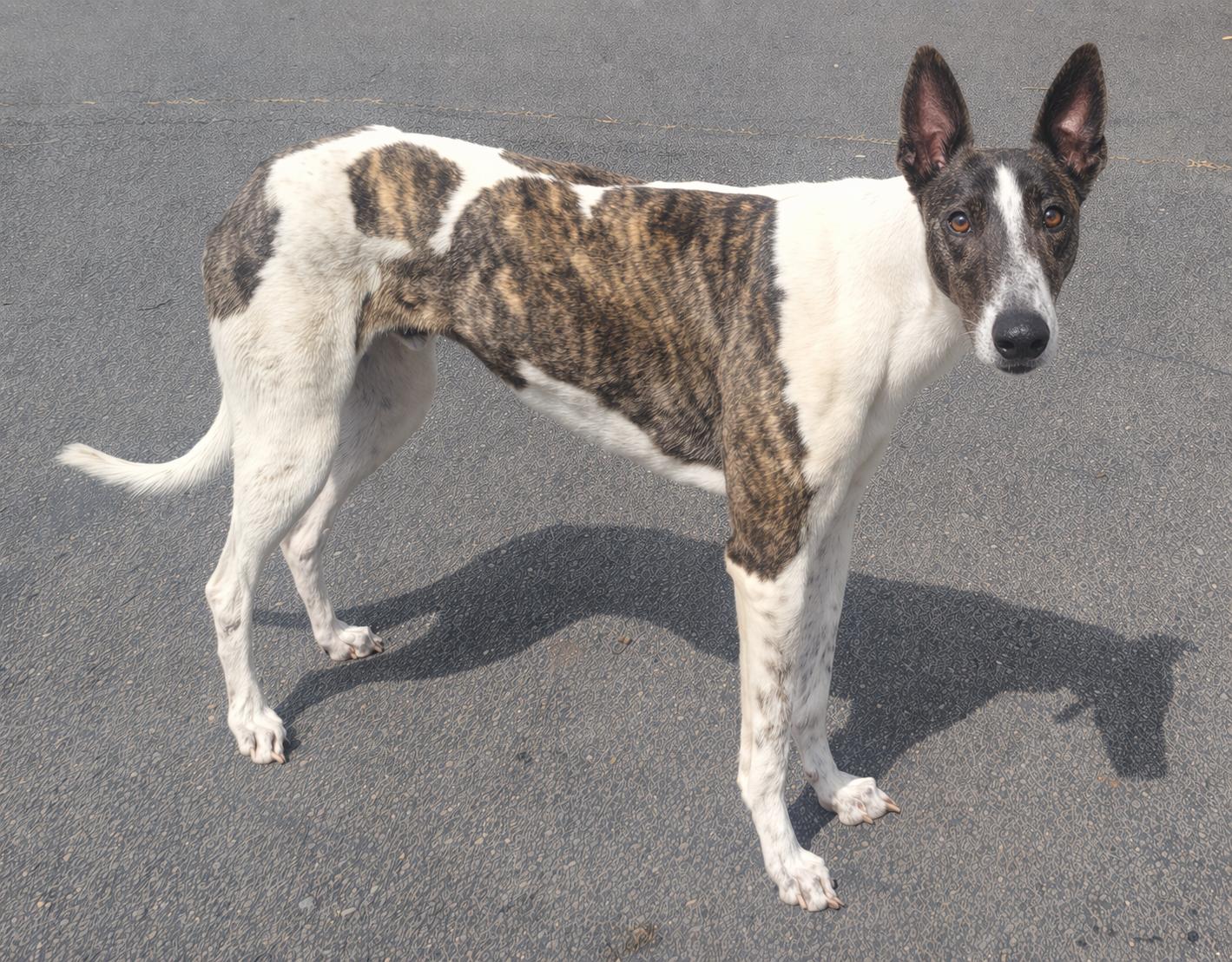 Knot Over It, ADOPTABLE, Young Male Greyhound.