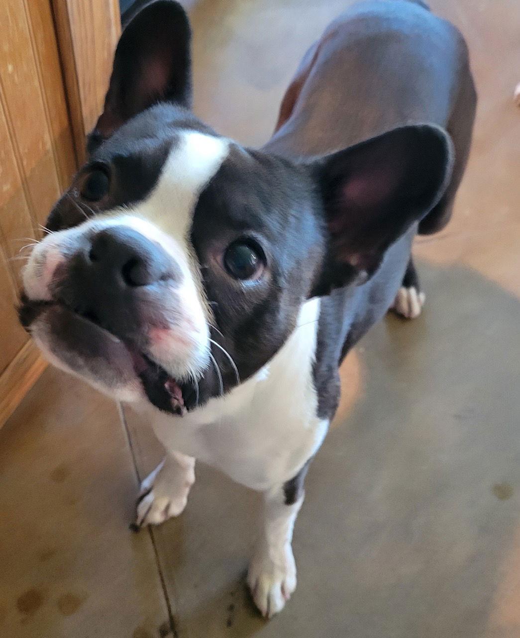 Leo, a Adoptable Boston Terrier in Gainesville, TX image 1/3