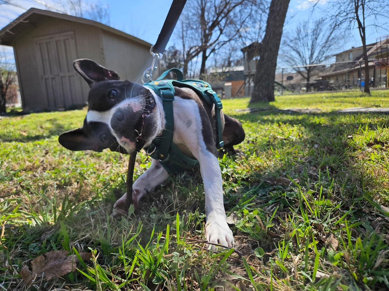 Leo, a Adoptable Boston Terrier in Gainesville, TX image 2/3