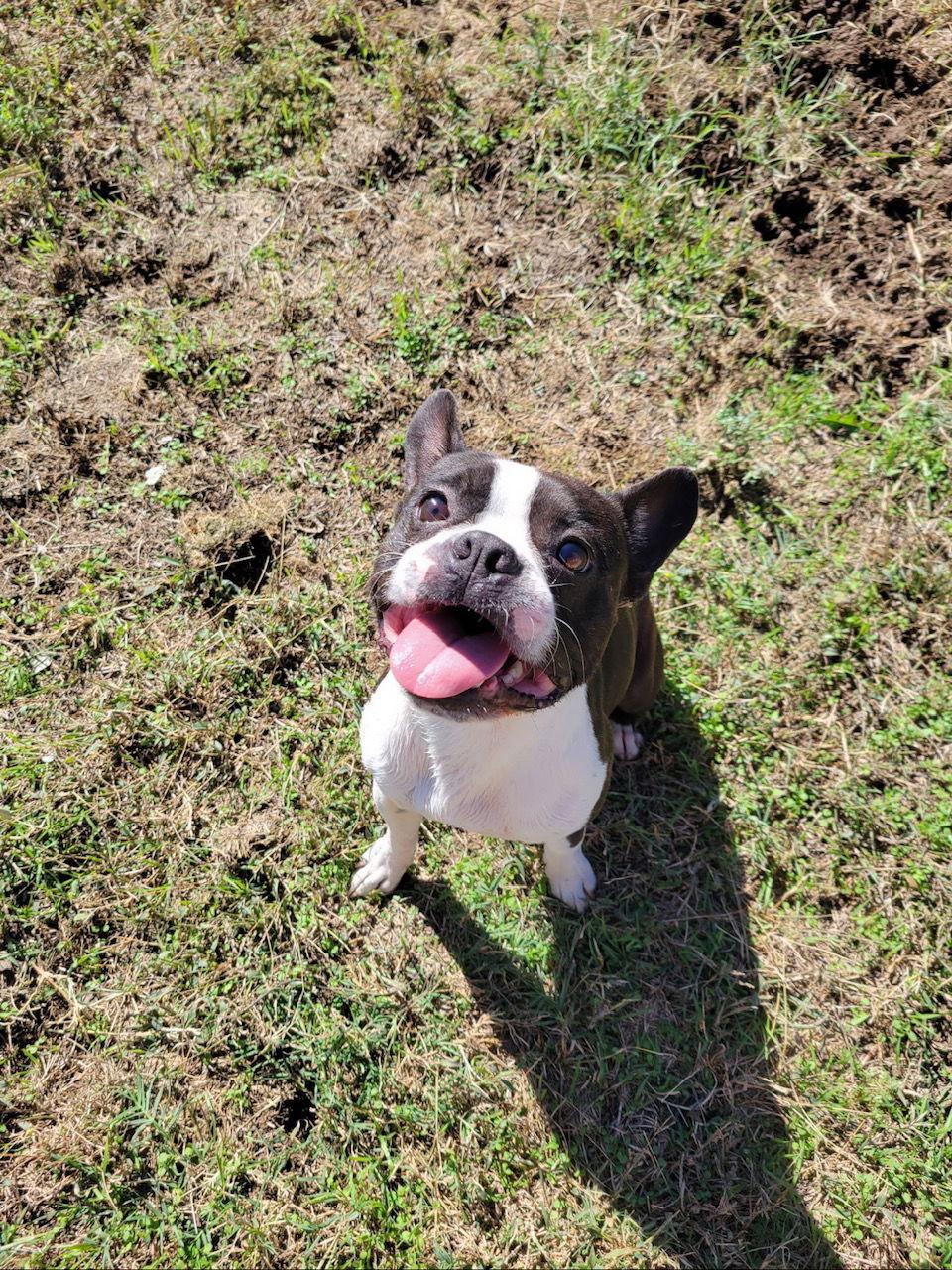 Leo, a Adoptable Boston Terrier in Gainesville, TX image 3/3