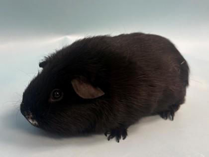 Remy, a Adoptable mixed breed in Woodbury, MN image 1/3