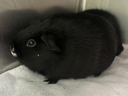 Remy, a Adoptable mixed breed in Woodbury, MN image 2/3