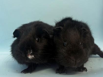 Remy, a Adoptable mixed breed in Woodbury, MN image 3/3