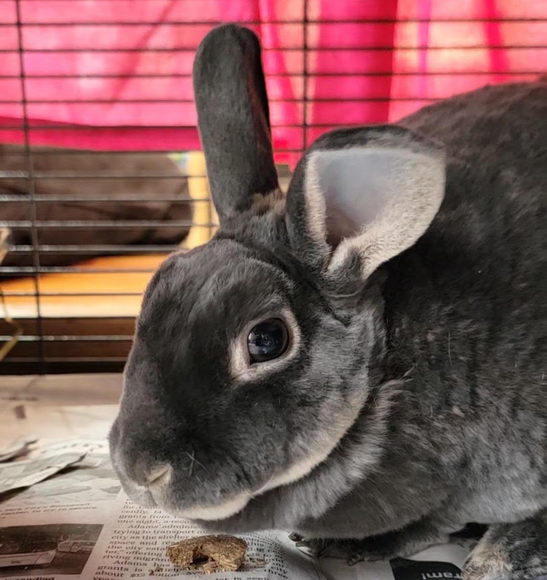 Rabbit for adoption - Zephrya & Quartz, a Rex in Gig Harbor, WA | Petfinder