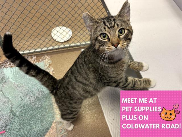 Enlarge ARTEMIS, a Adoptable Domestic Short Hair in Fort Wayne, IN image 1/1