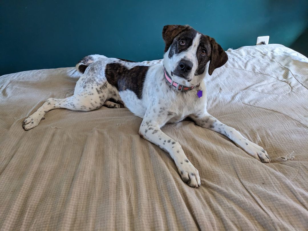 Tilly, Adopted, Young Female Hound.