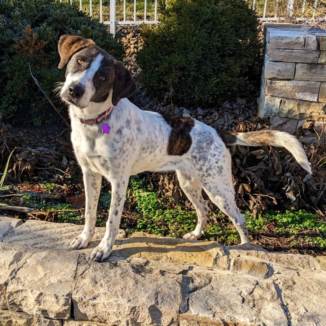 Enlarge Tilly, a Adopted mixed breed in Manassas, VA image 2/3