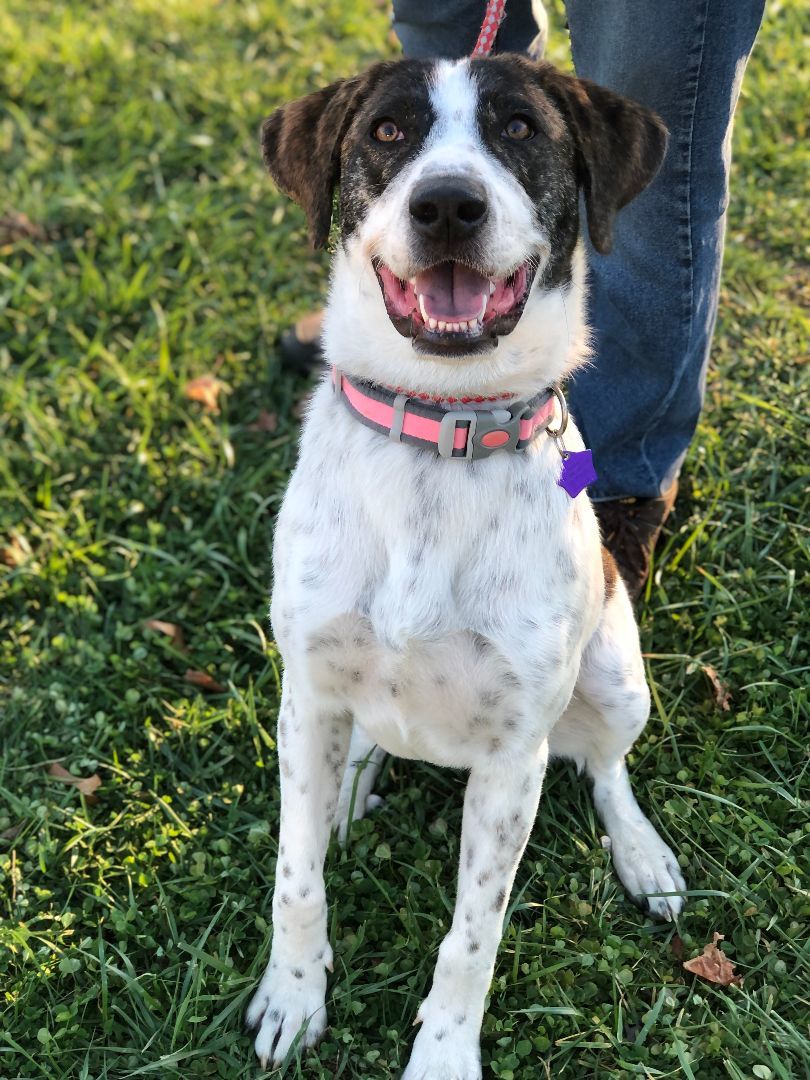 Enlarge Tilly, a Adopted mixed breed in Manassas, VA image 3/3