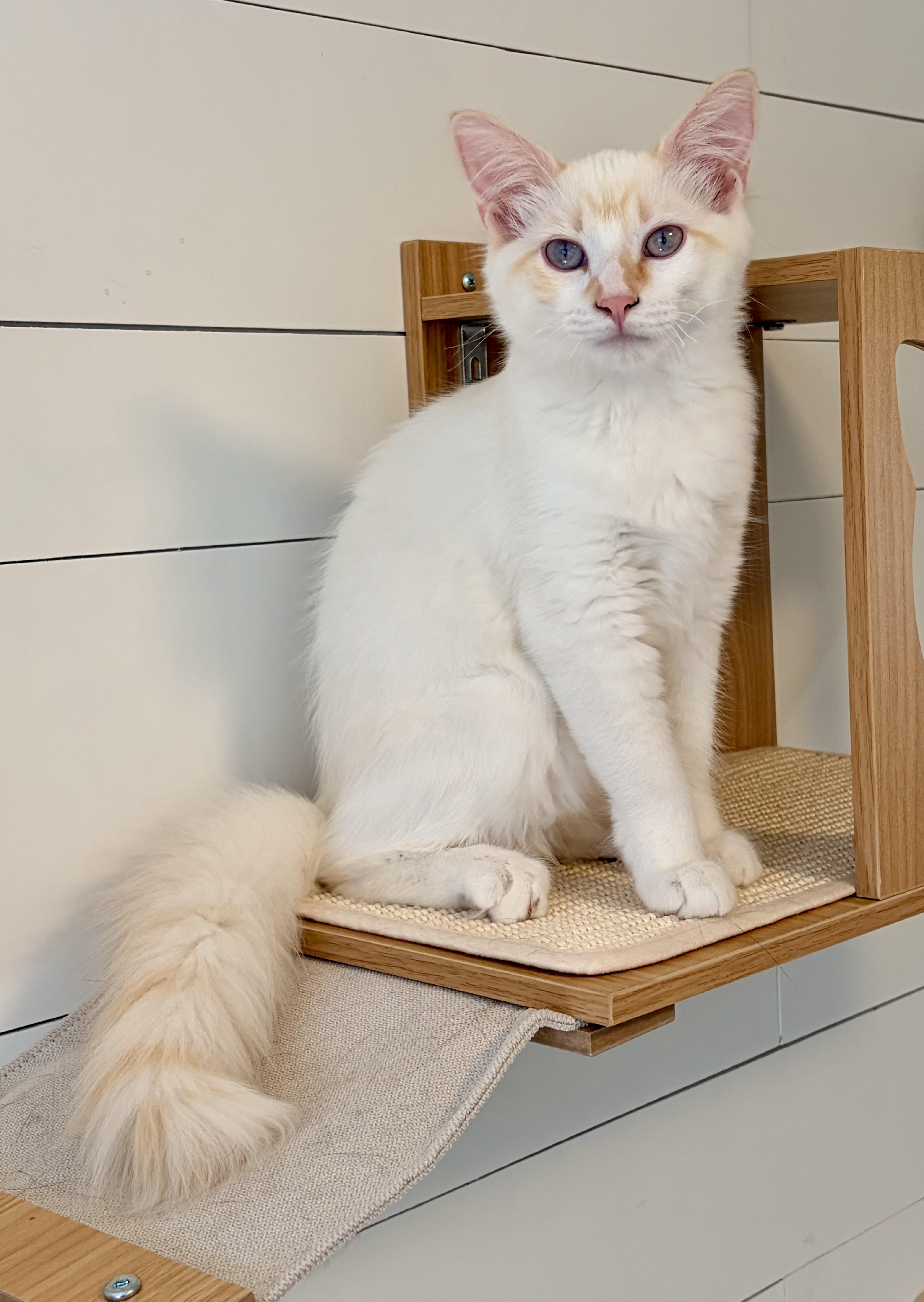 Falkor, adopted, Kitten Male Siamese.