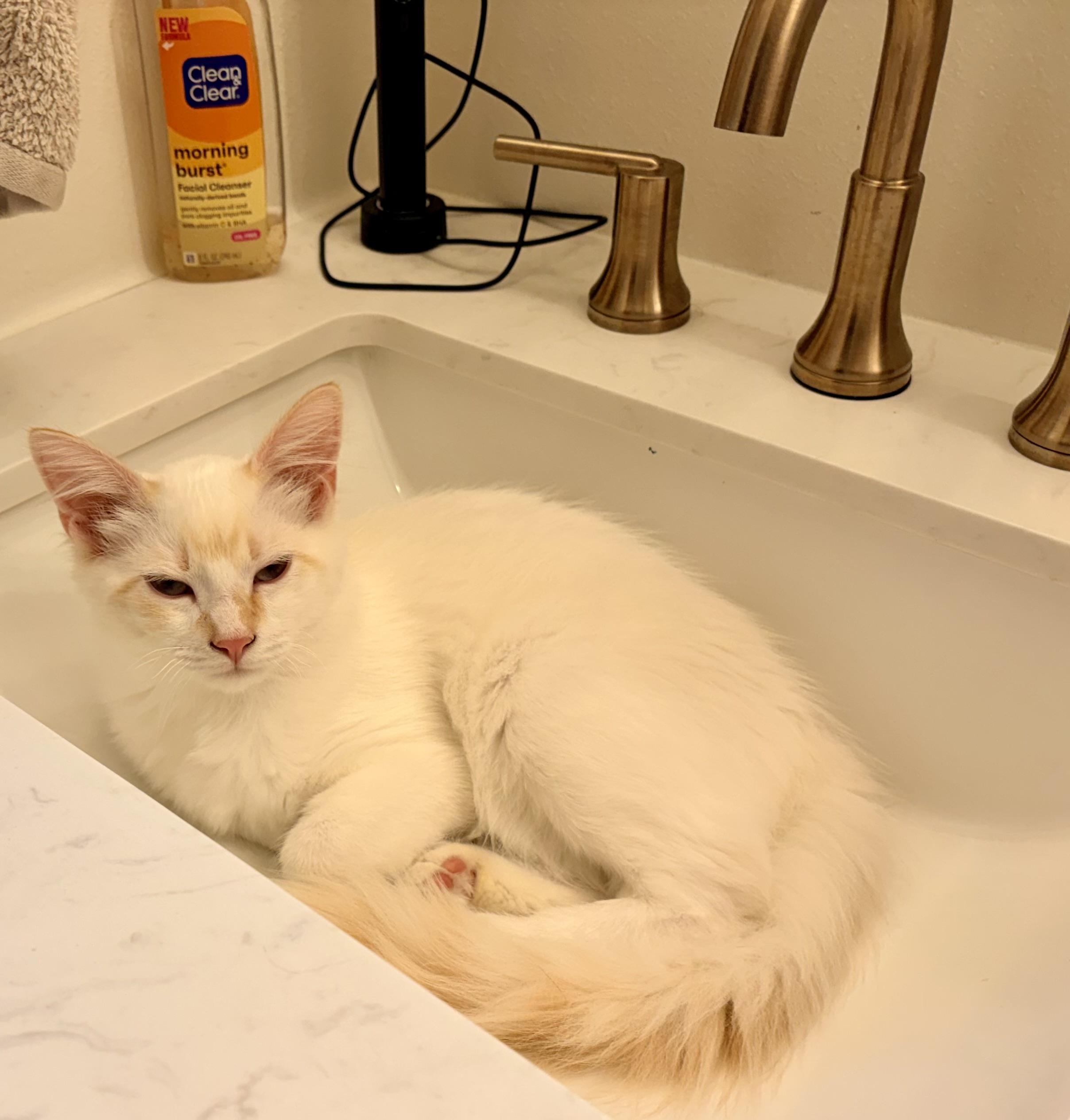 Enlarge Falkor, an adopted mixed breed in Renton, WA image 3/5