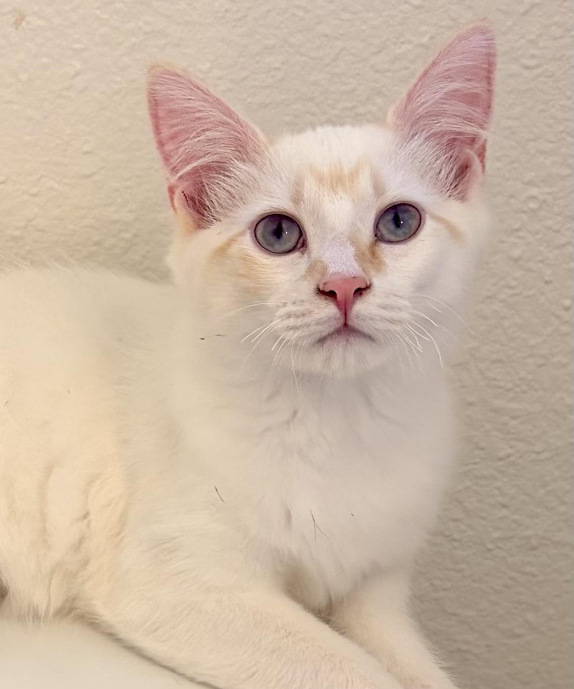 Enlarge Falkor, an adopted mixed breed in Renton, WA image 4/5