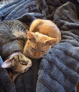 Enlarge TOFFEE, a Adoptable Domestic Short Hair in Westminster, MD image 1/1