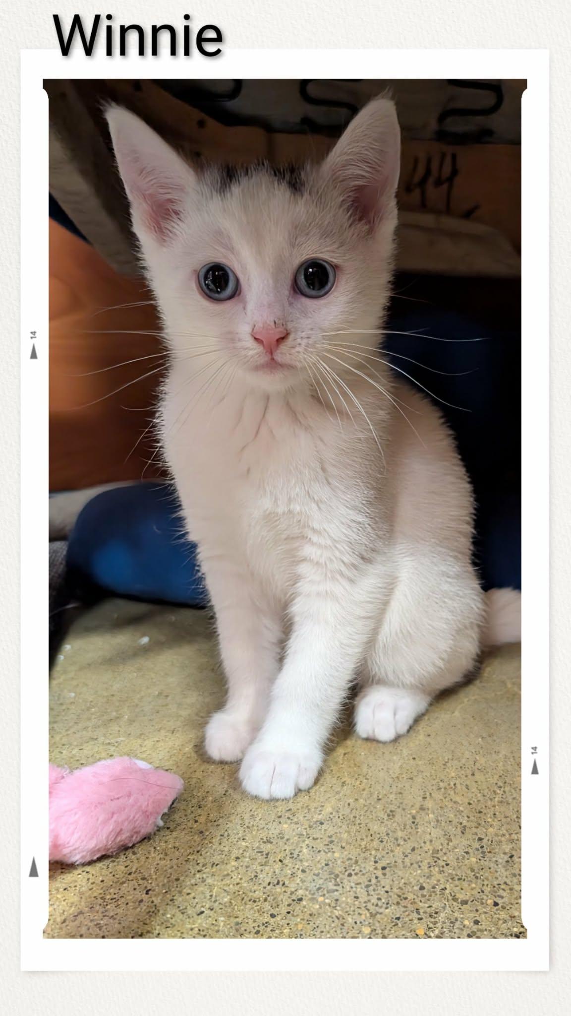 Enlarge Winnie, a Adopted Domestic Short Hair in Caistor Centre, ON image 1/1