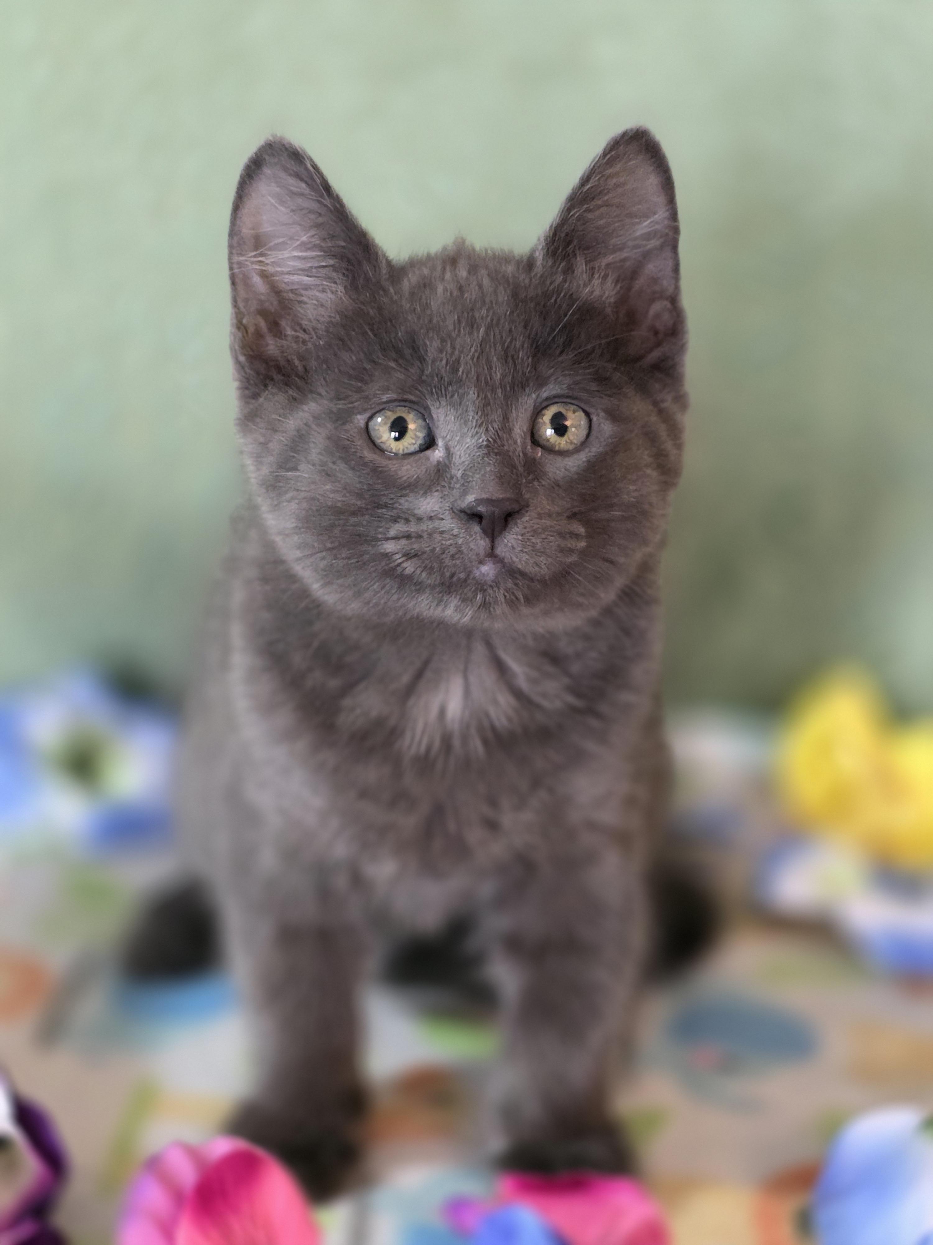 Bam Bam, Adoptable, Kitten Male Domestic Short Hair.
