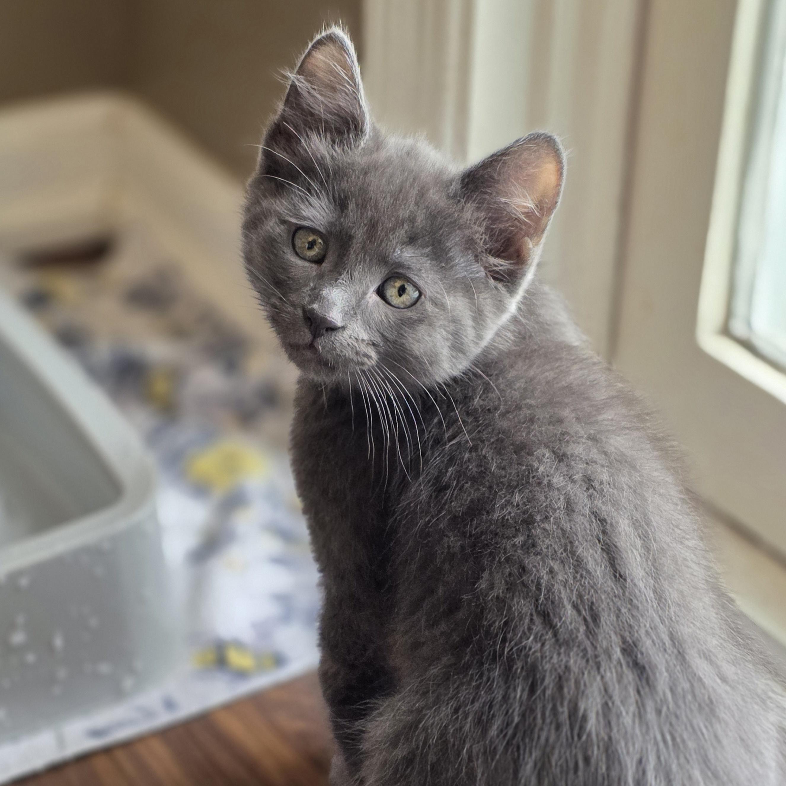 Enlarge Bam Bam, a Adoptable mixed breed in Kamloops, BC image 2/6