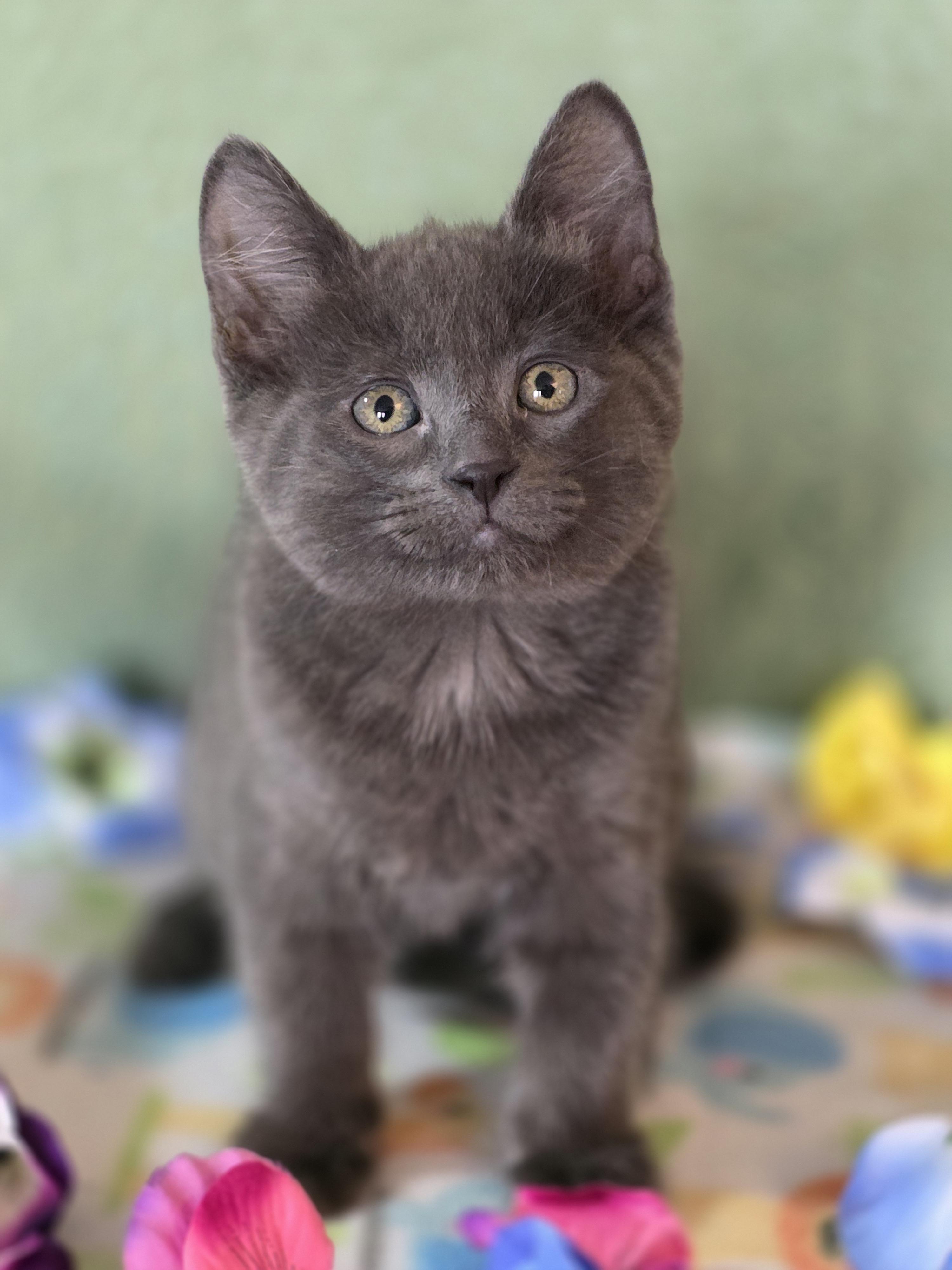 Enlarge Bam Bam, a Adoptable mixed breed in Kamloops, BC image 3/6