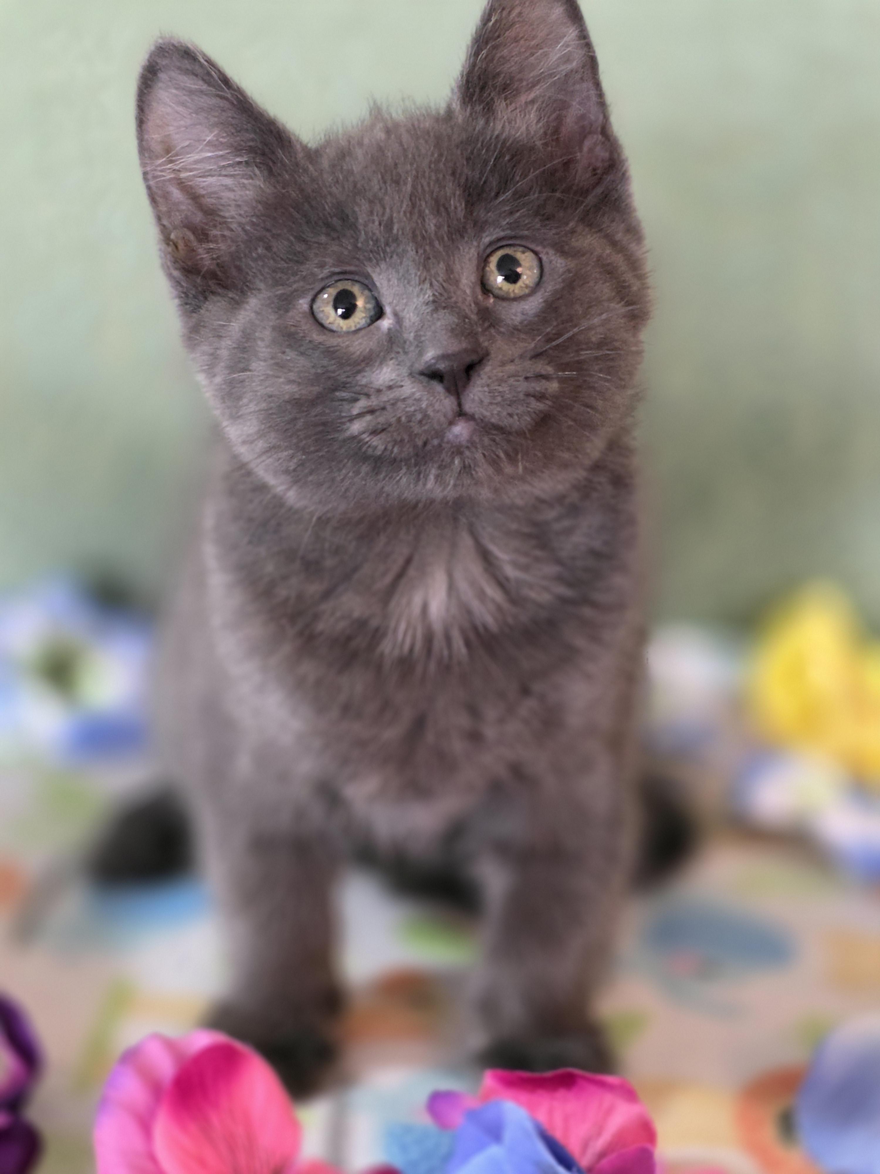 Enlarge Bam Bam, a Adoptable mixed breed in Kamloops, BC image 4/6