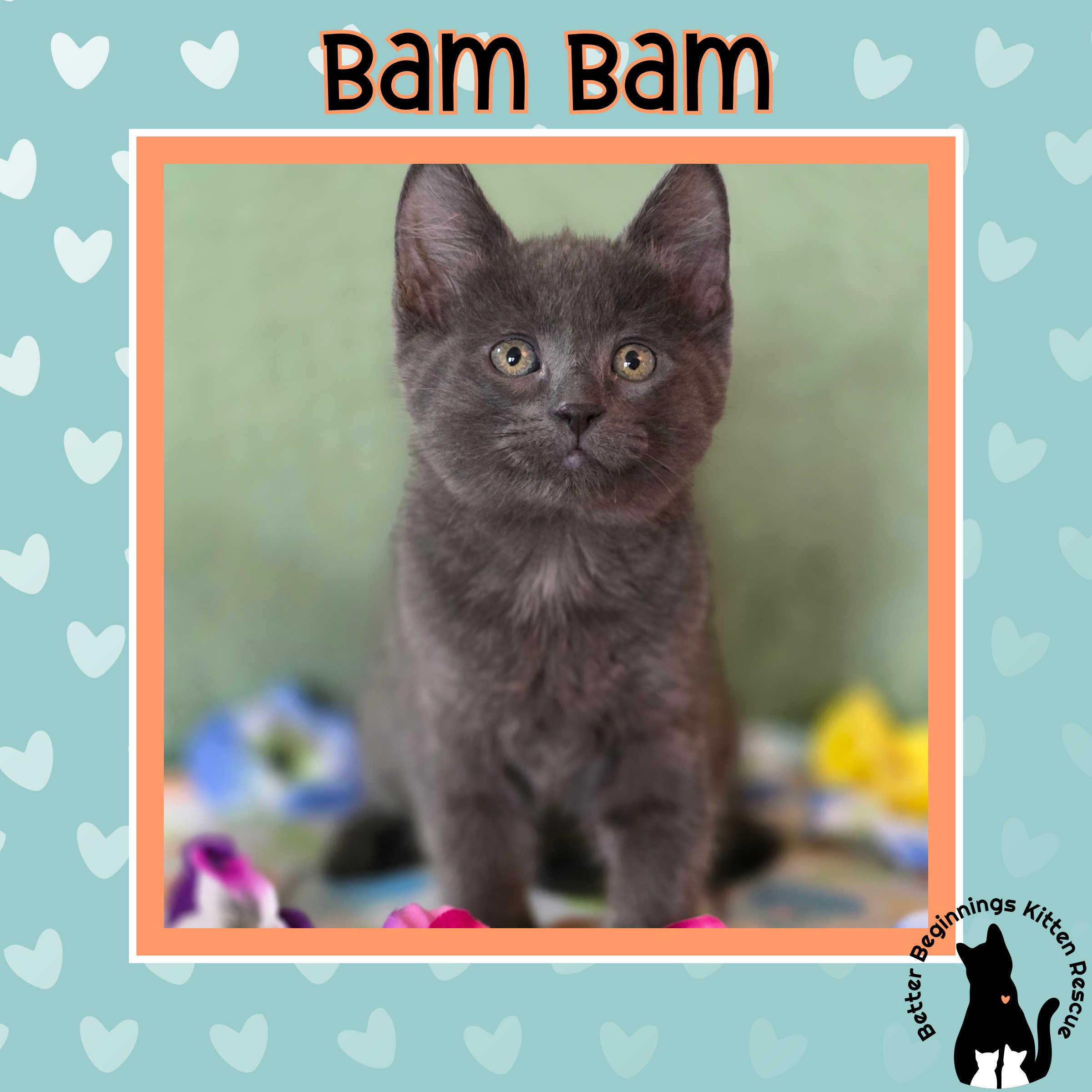 Enlarge Bam Bam, a Adoptable mixed breed in Kamloops, BC image 5/6
