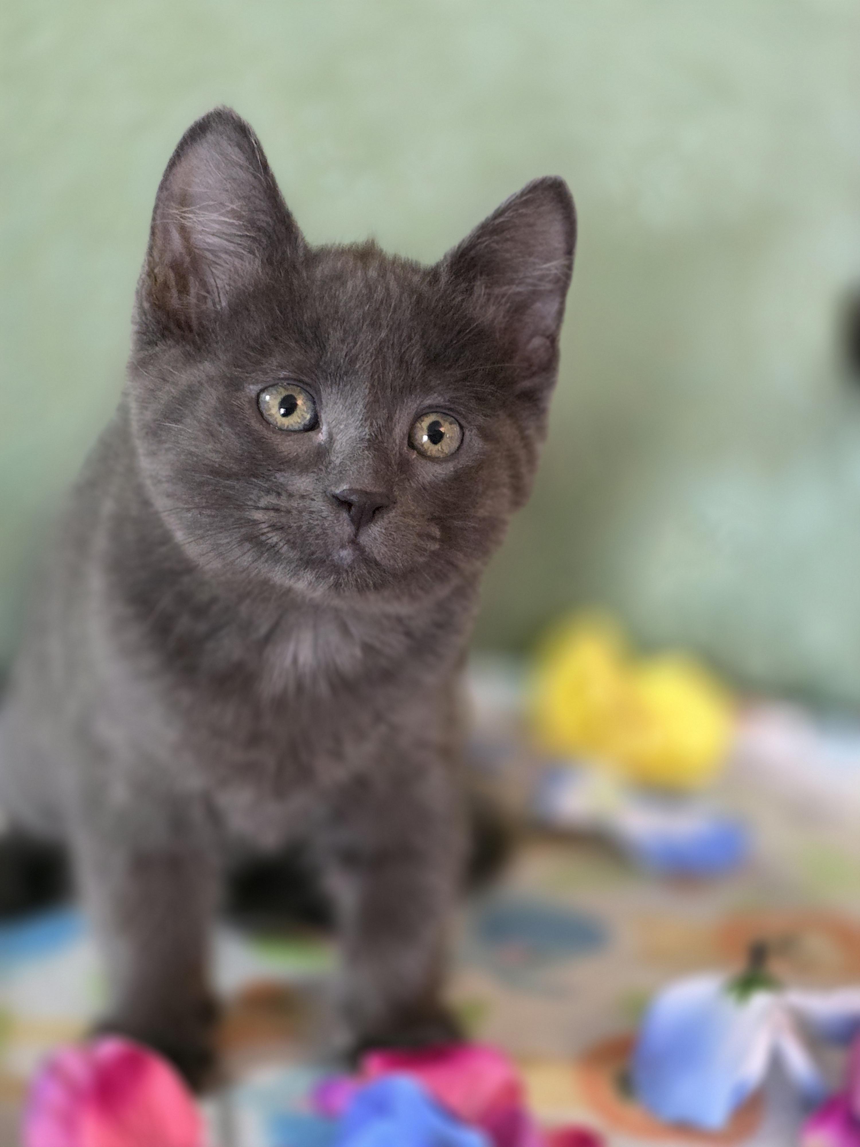 Enlarge Bam Bam, a Adoptable mixed breed in Kamloops, BC image 6/6