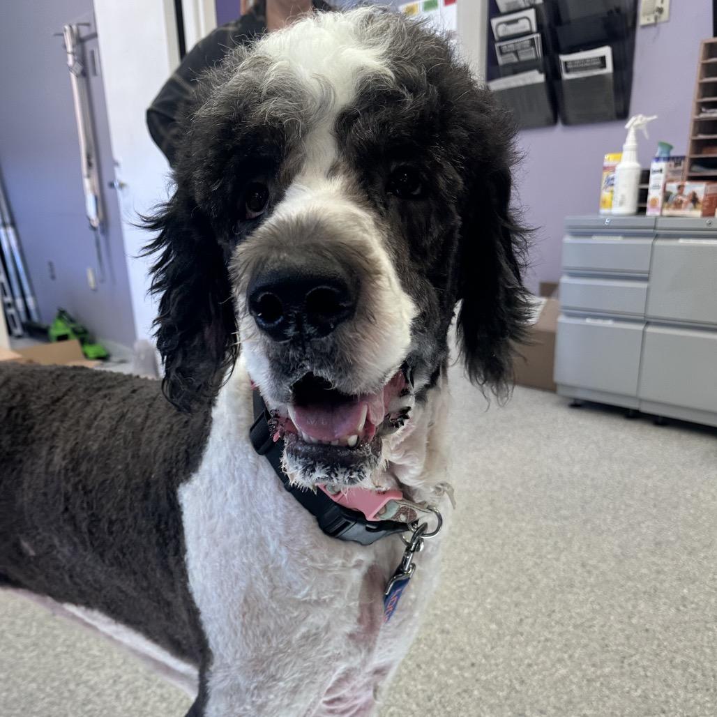 Javier, Adoptable, Adult Male Saint Bernard & Poodle.