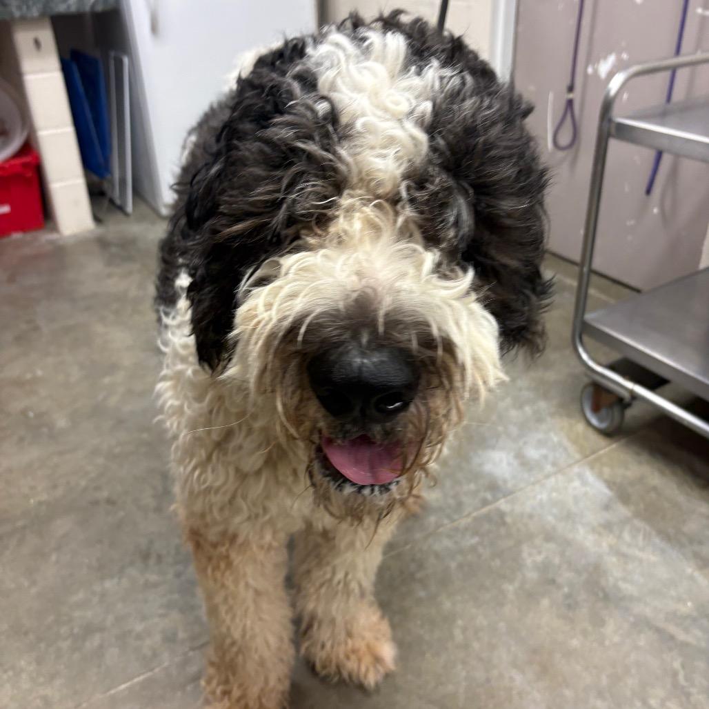 Enlarge Javier, a Adoptable mixed breed in Manhattan, KS image 2/6